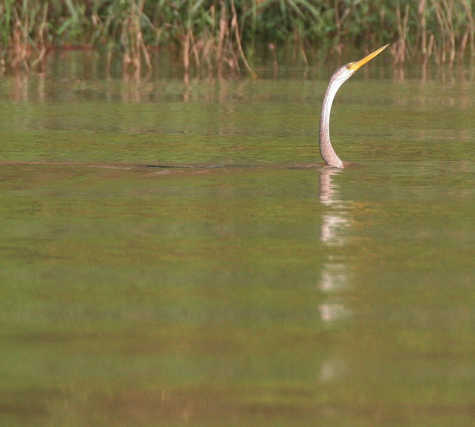 BIRD - ORIENTAL DARTER - KINABATANGAN RIVER BORNEO (11).JPG