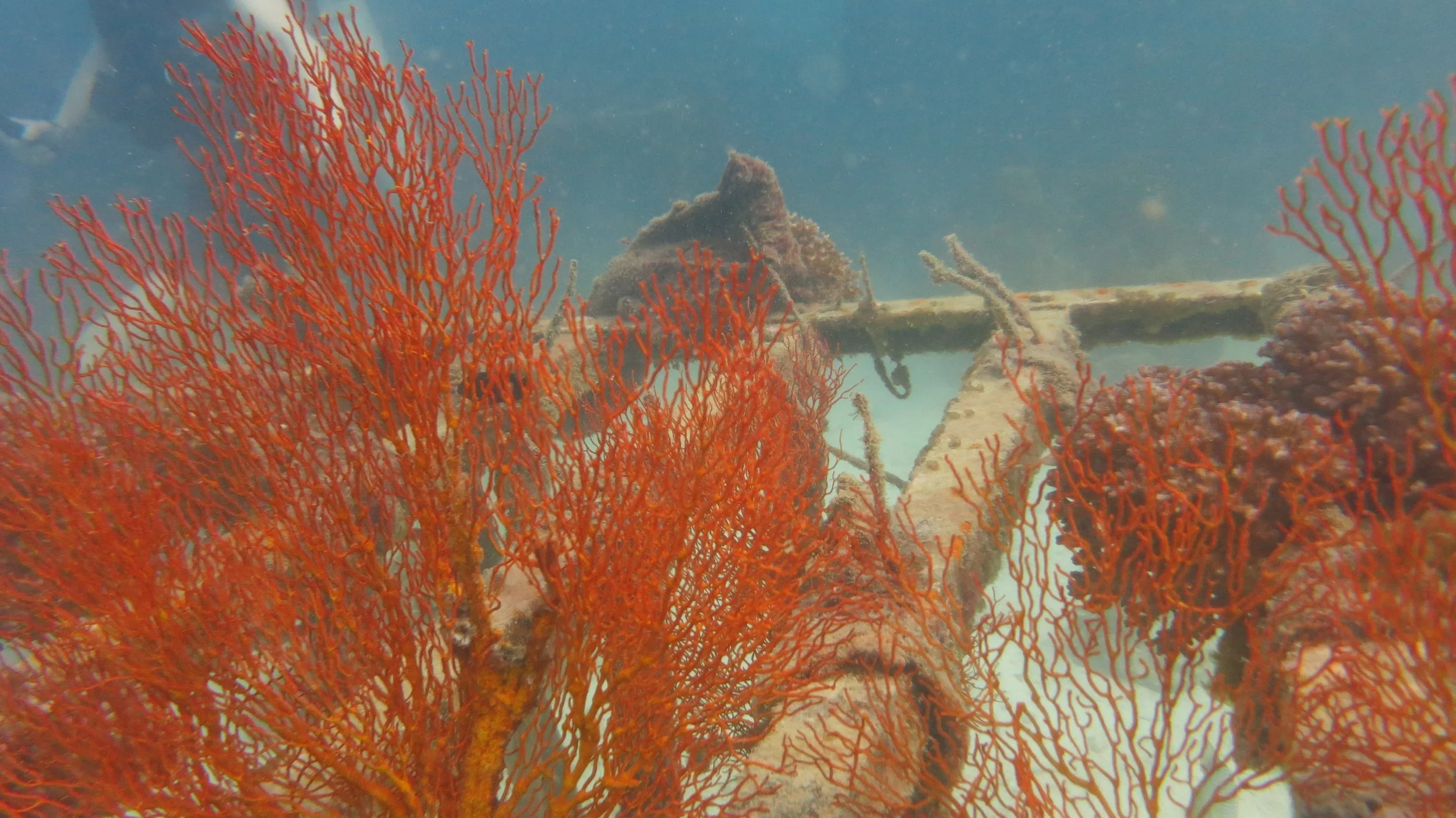 2016 BPS Satthahip Dive Trip with Marine Conservation Club (35).JPG