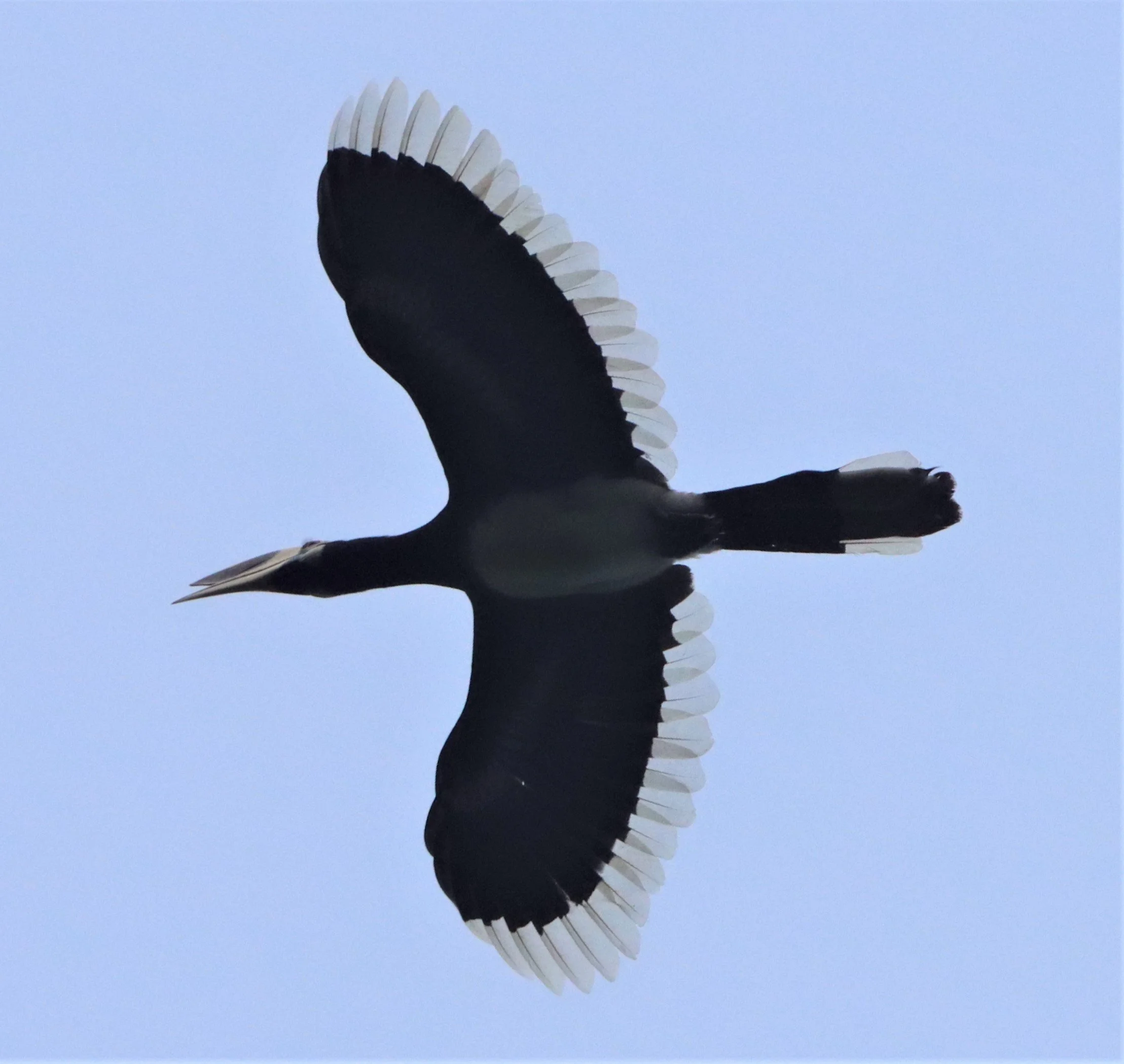 HORNBILL - ORIENTAL PIED HORNBILL - Anthracoceros albirostris - KAENG KRACHAN THAILAND (2).jpg
