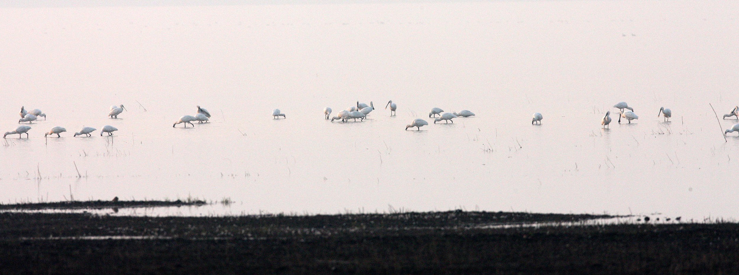 SPOONBILL - EURASIAN SPOONBILL - Platalea leucorodia - NANJI HILL RESERVE POYANG LAKE, JIANGXI PROVINCE, CHINA (34).JPG