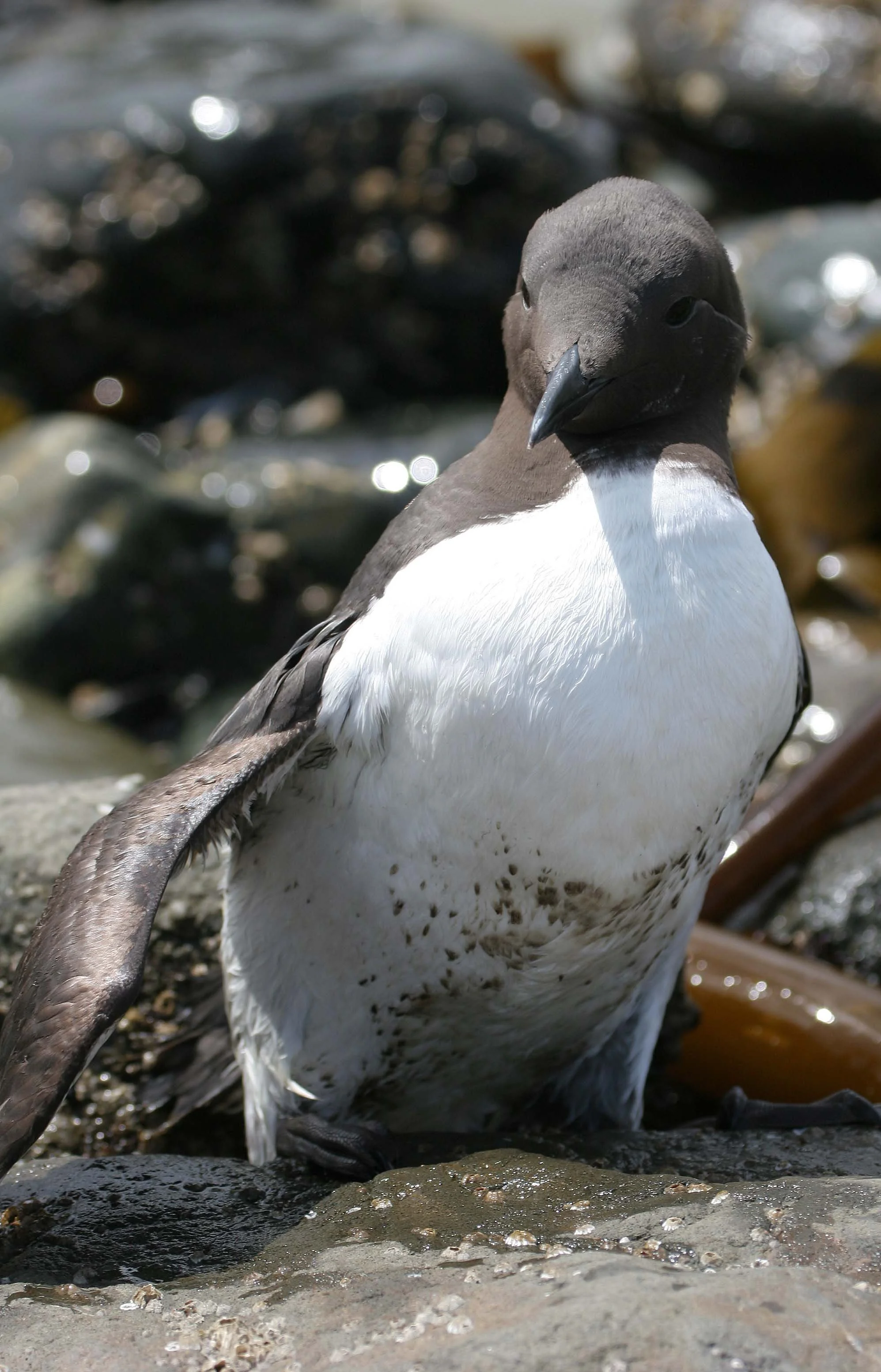 Uria aalge - COMMON MURRE - FRESHWATER BAY (7).jpg
