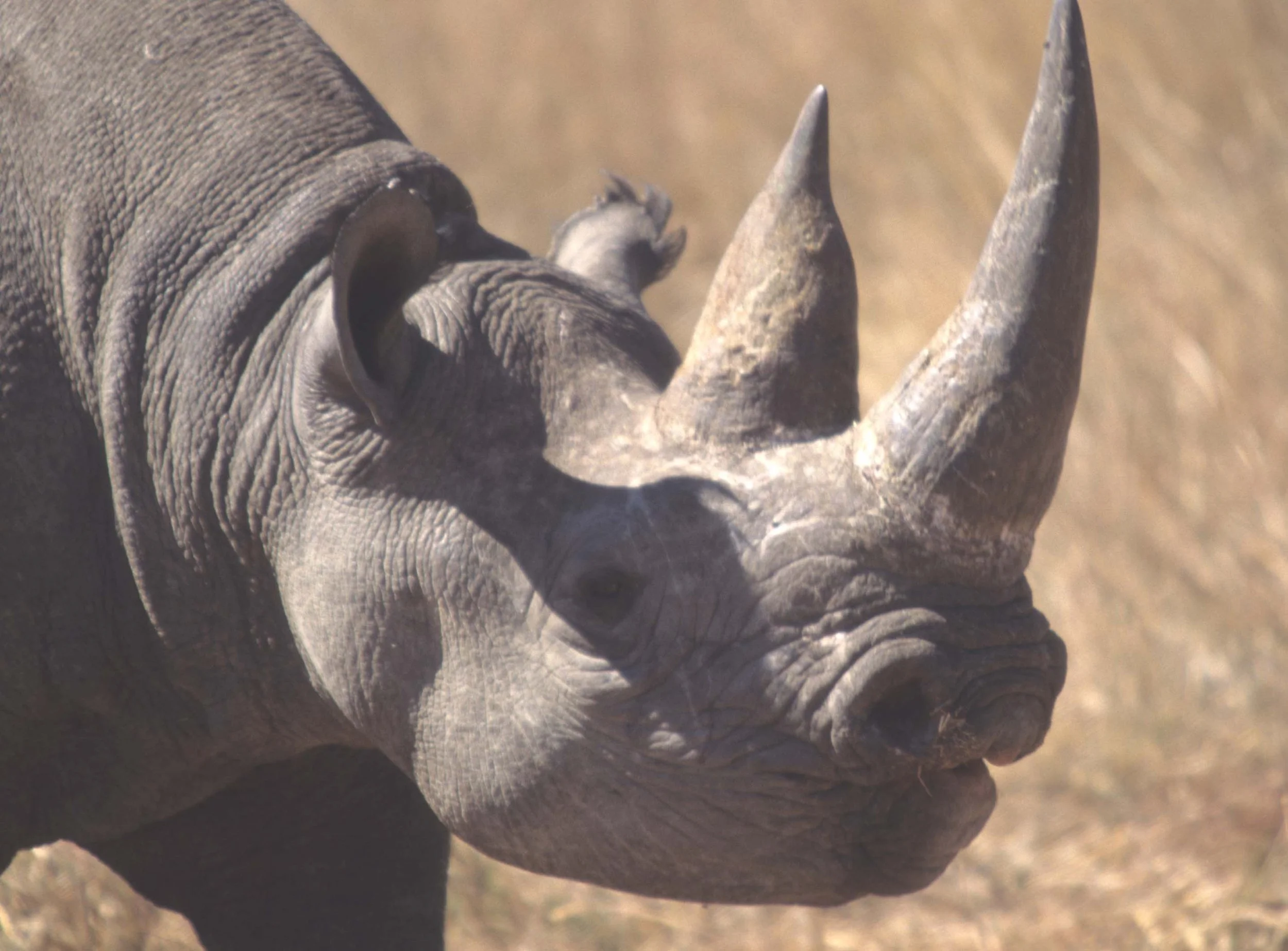 RHINO- BLACK - ZIMBABWE 6.jpg