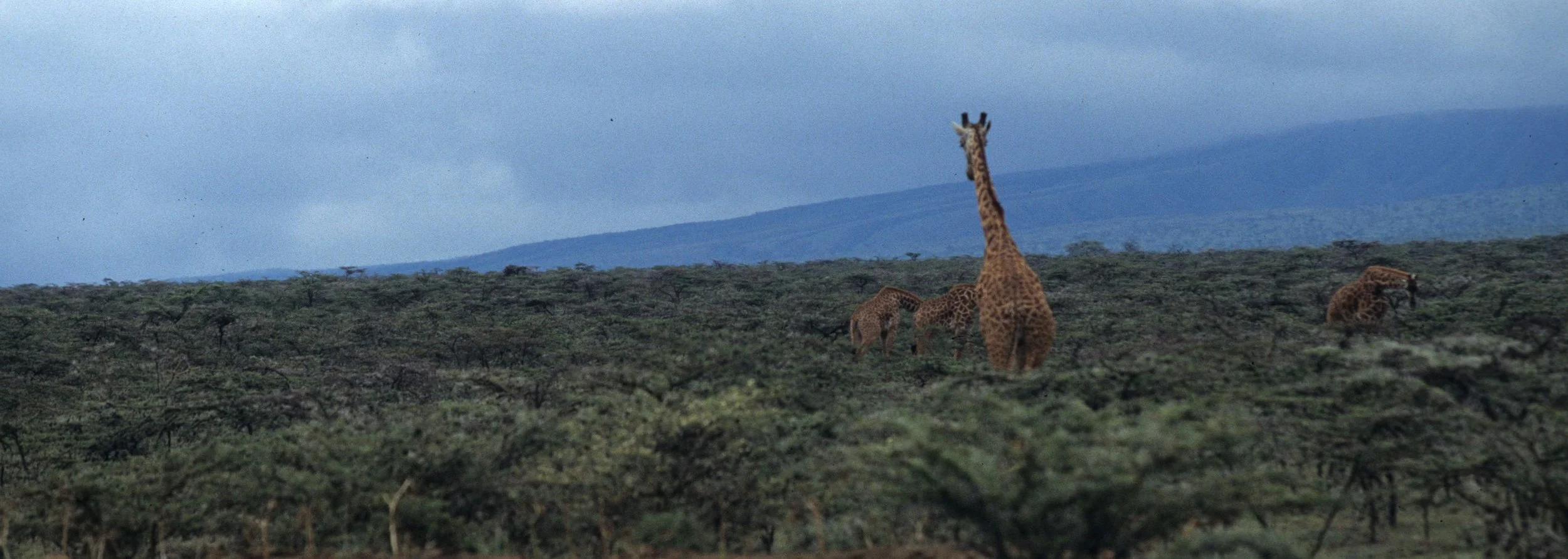 GIRAFFE-MASAI-SERENGETI 25.jpg