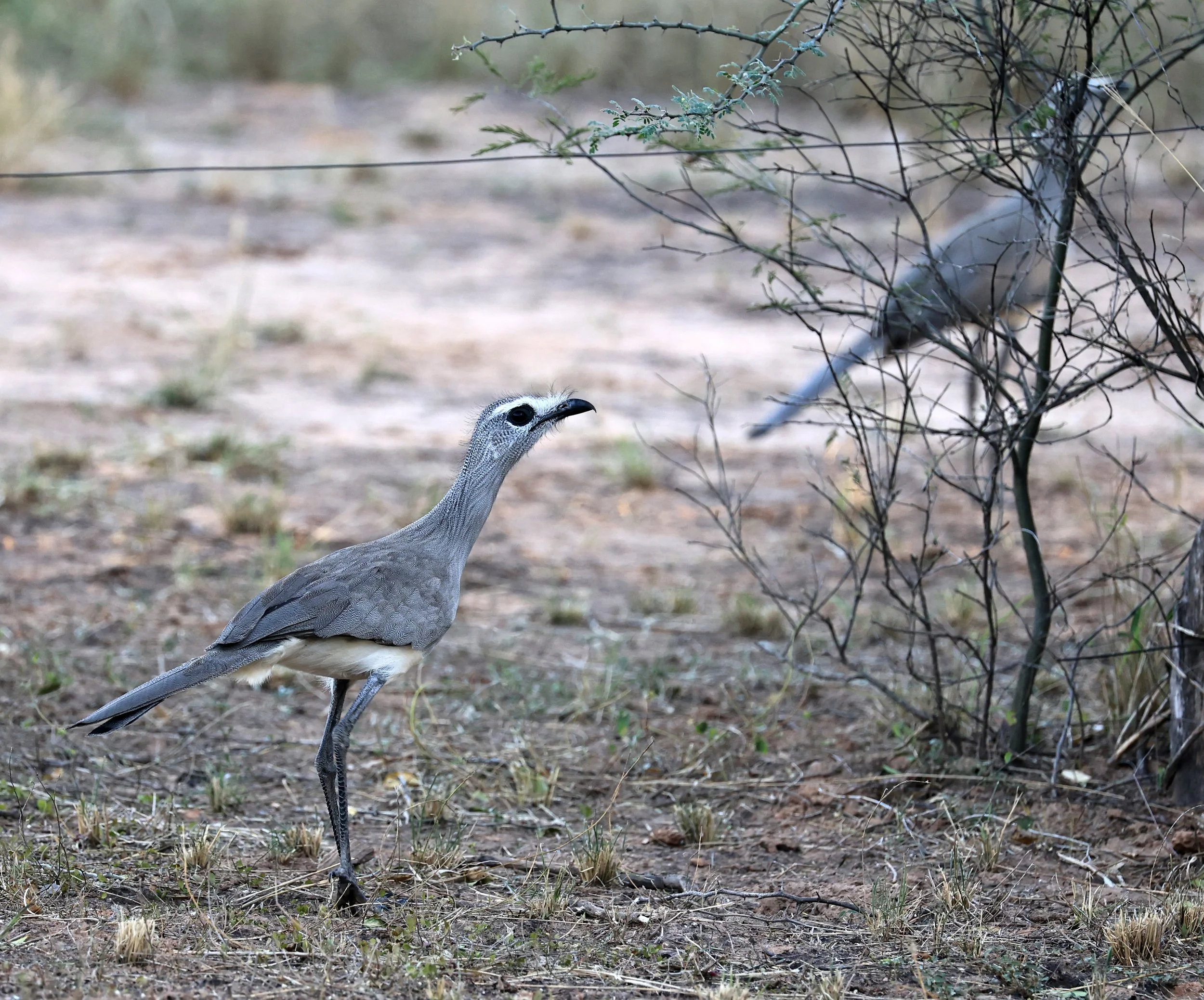 Black-legged Seriema (Chunga burmeisteri) Parque Nacional Teniente Agripino Enciso (32).jpg