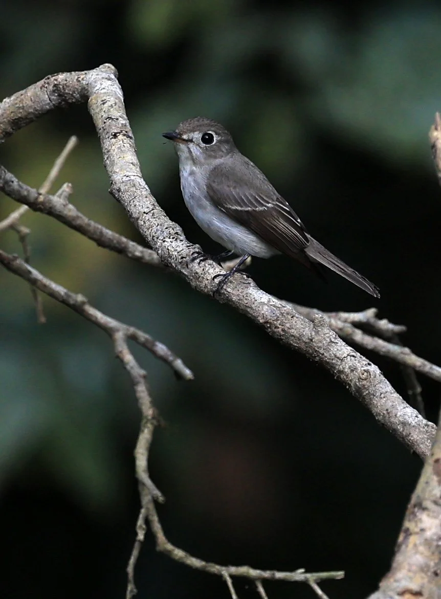 Asian Brown Flycatcher (Muscicapa dauurica) Kaeng Krachan National Park ESS Expedition 2026 (1).jpg