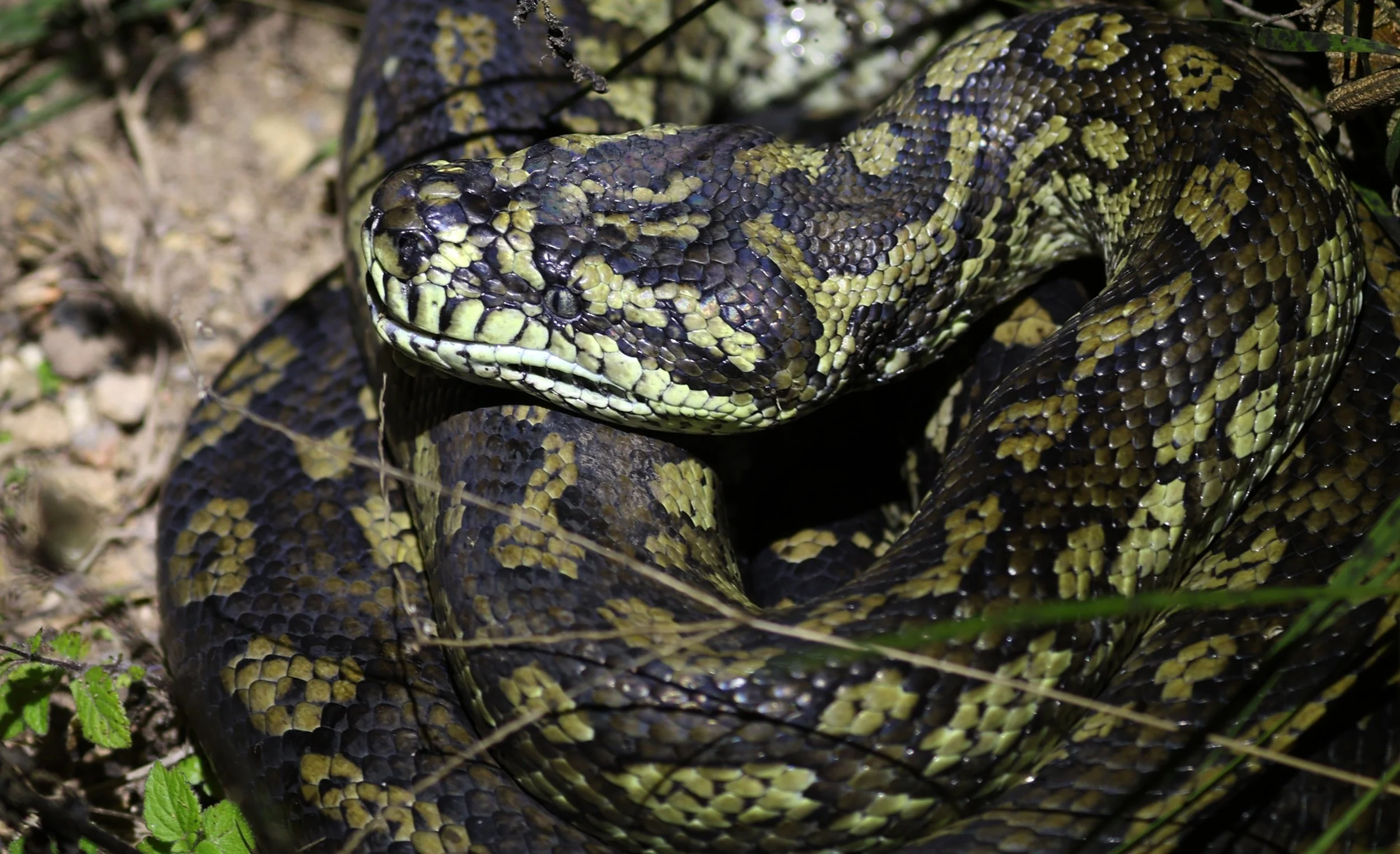 Carpet Python (Morelia spilota) Mount Hypipamee Crater NP & Vicinity - Queensland (14).jpg