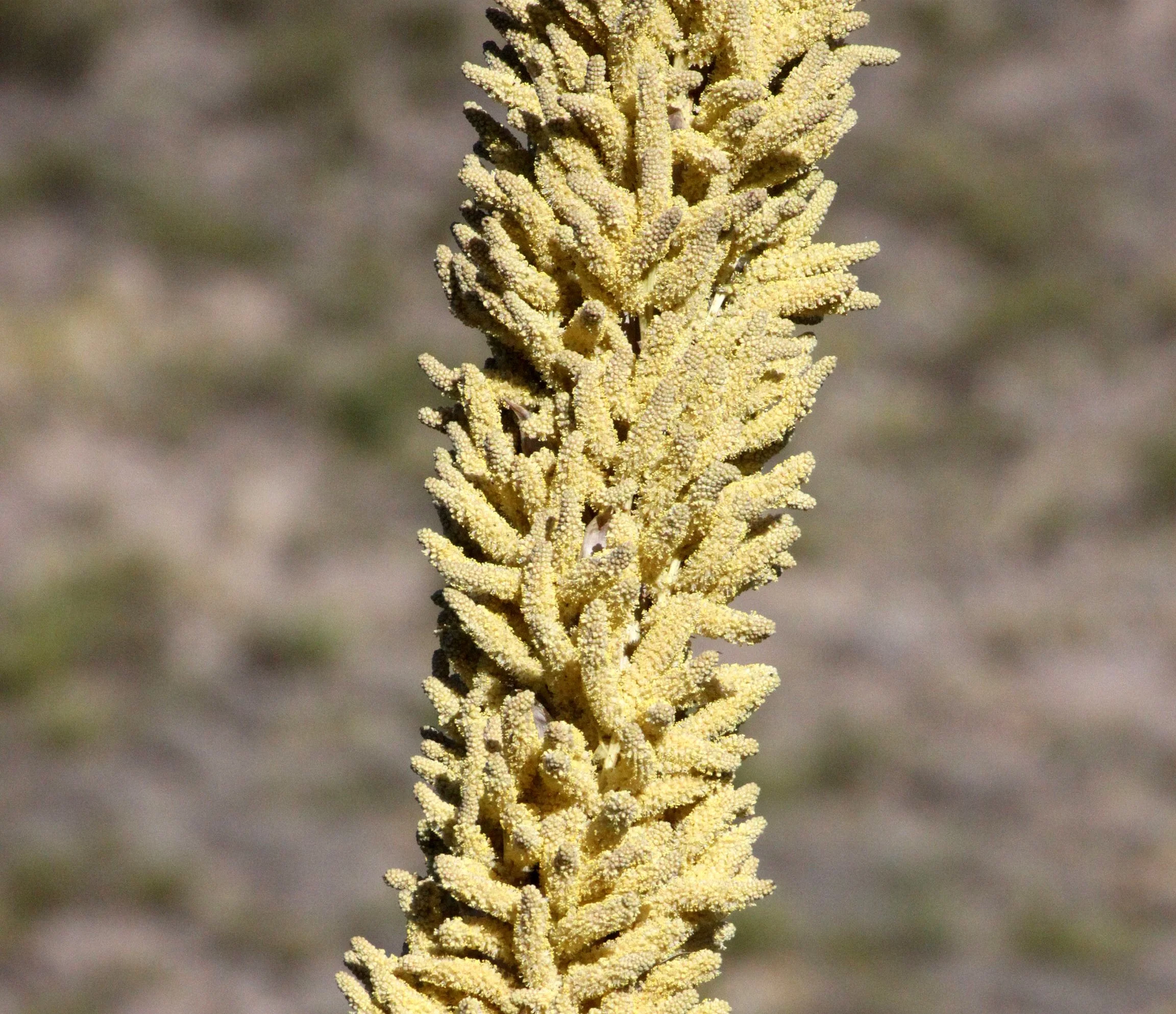 AGAVACEAE - DASYLIRON WHEELERI - DESERT SPOON OR SOTOL - FRANKLIN MOUNTAINS STATE PARK TEXAS.JPG