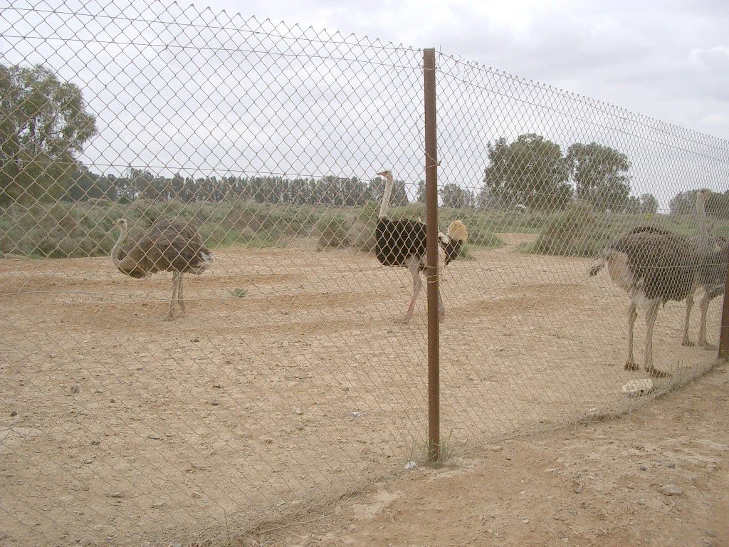 SHAUMARI CAPTIVE BREEDING CENTER (5).JPG
