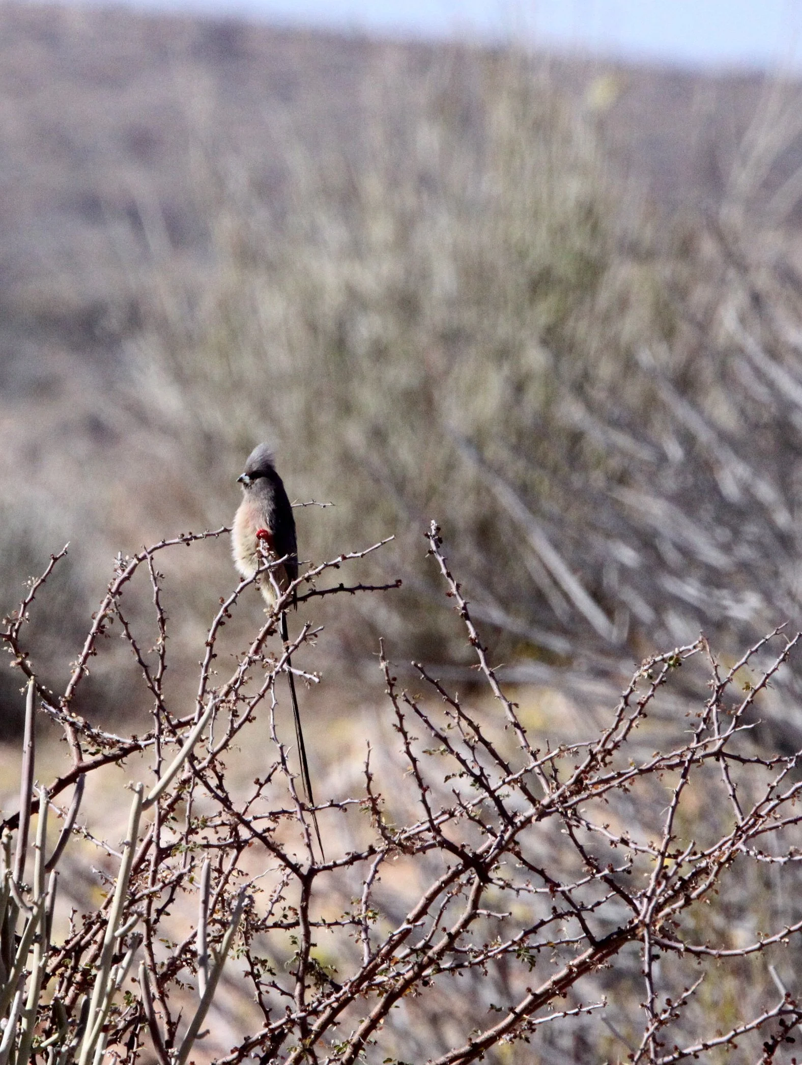 White-backed Mousebird (Colius colius) Augrabies Falls NP South Africa (3).JPG