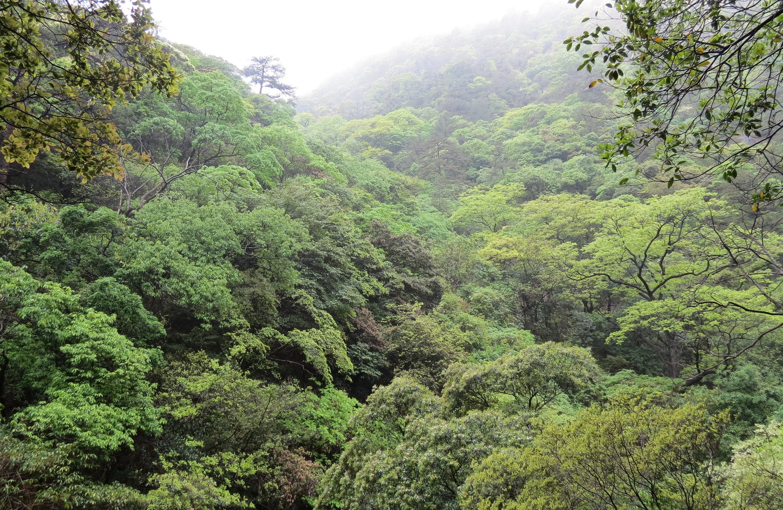 GUNIUJIANG NATURE RESERVE - ANHUI PROVINCE CHINA (70).JPG