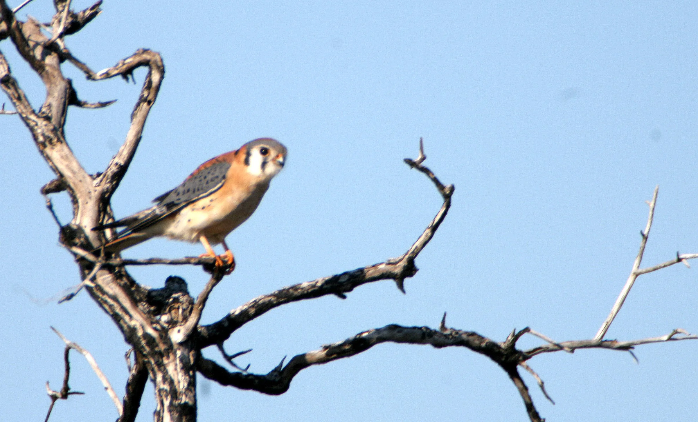 BIRD - AMERICAN KESTREL - ARANSAS (2).jpg