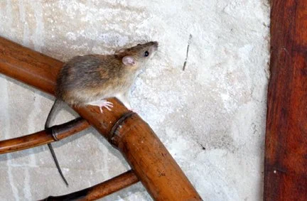 Eastern Red Forest Rat (Nesomys rufus) Madagascar