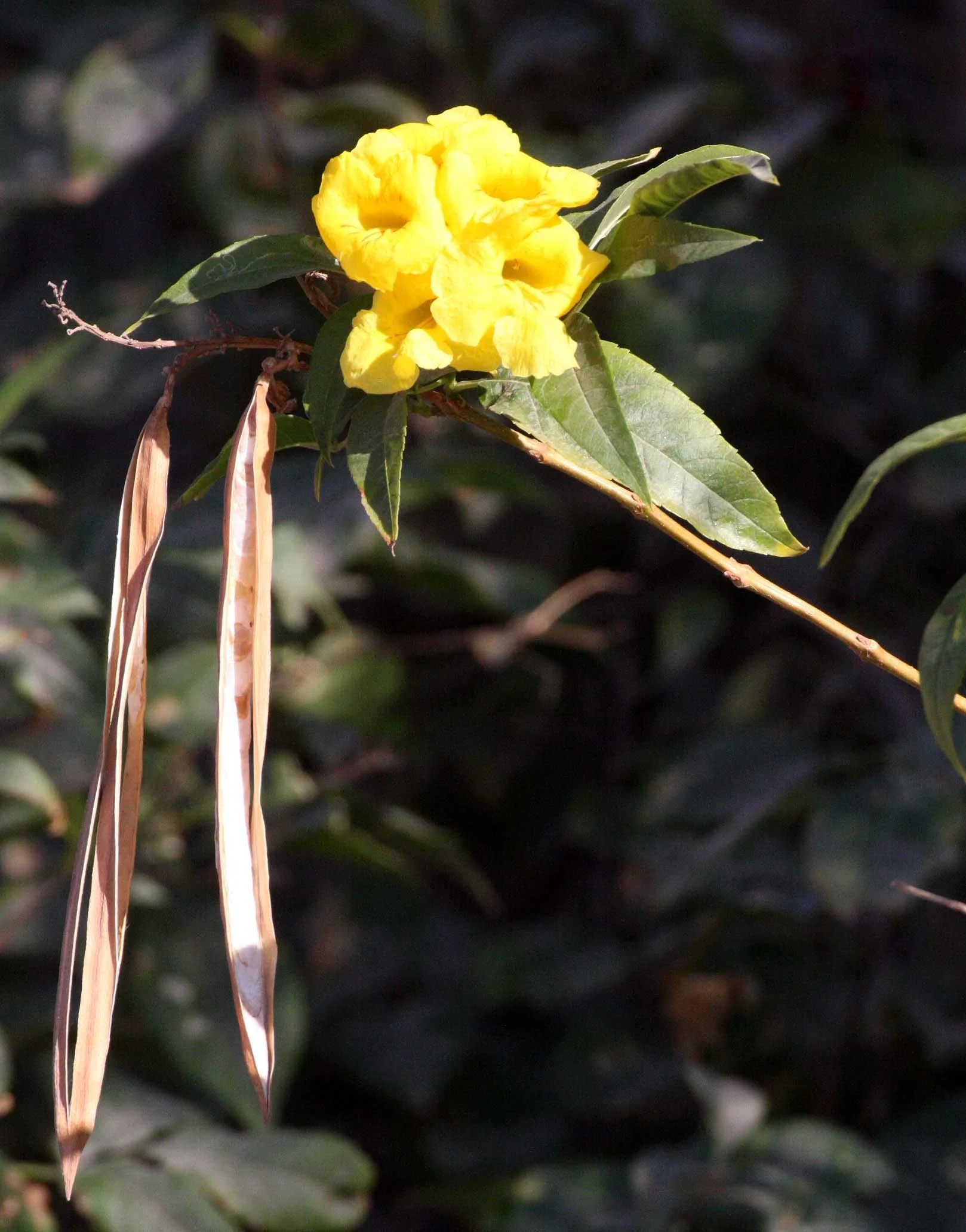 BIGNONIACEAE - TECOMA STANS - TRUMPET BUSH - BIGNONIA FAMILY - LORETO MEXICO (2).JPG