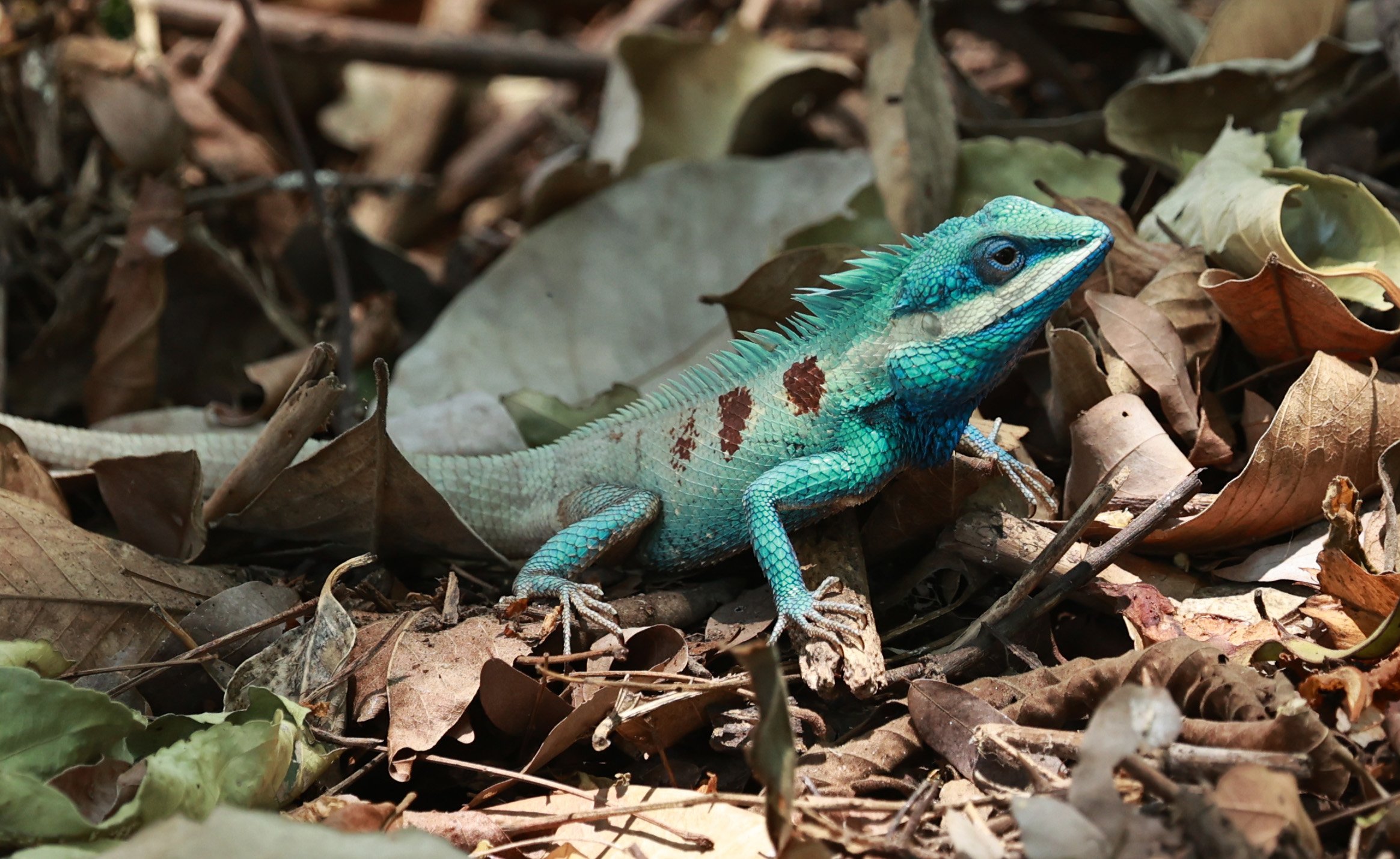 Siamese Blue-crested Lizard (Calotes mystaceus) Huai Kha Khaeng Wildlife Sanctuary April 2026 