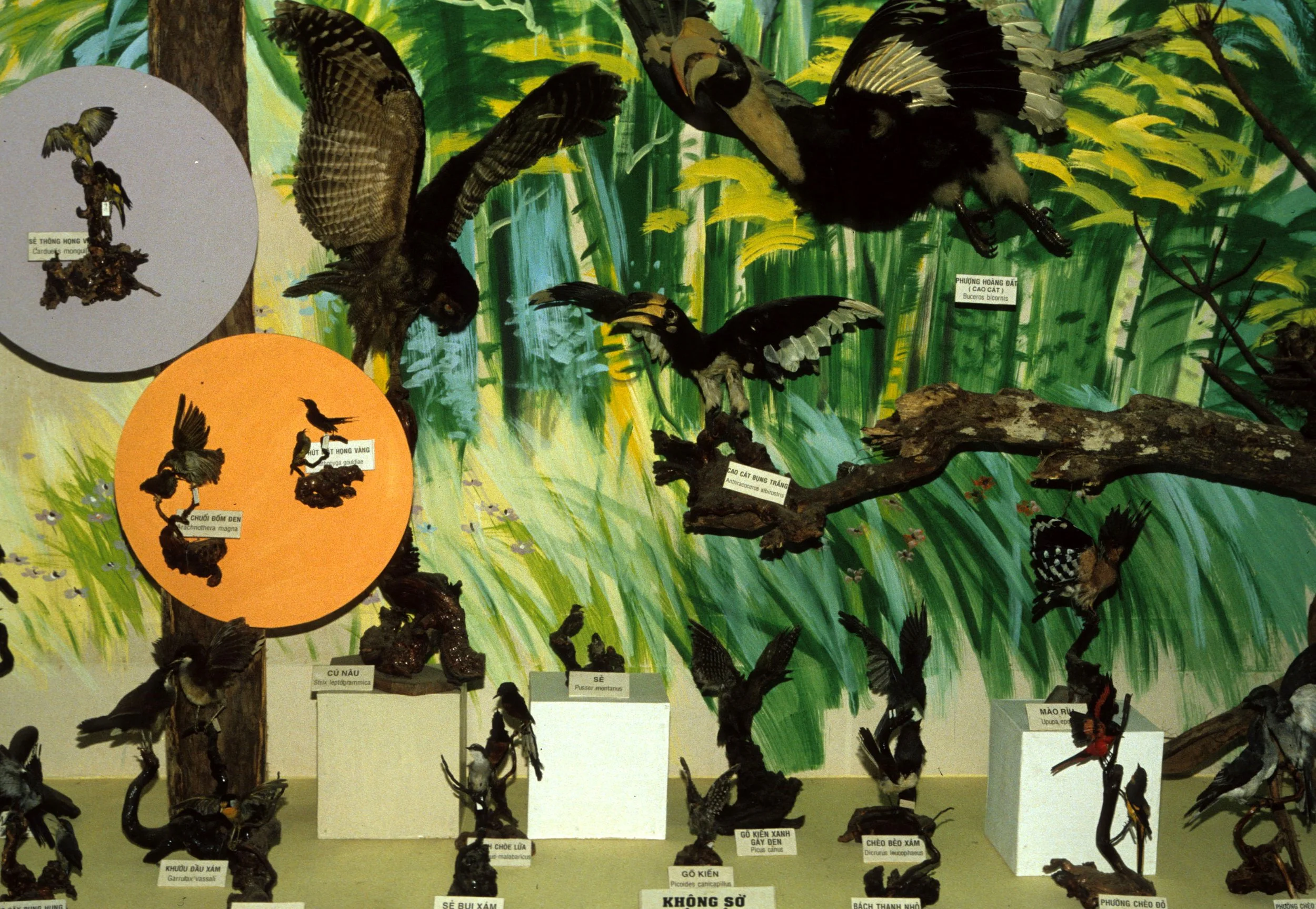 VIET NAM - ANIMAL SPECIMENS (10).jpg