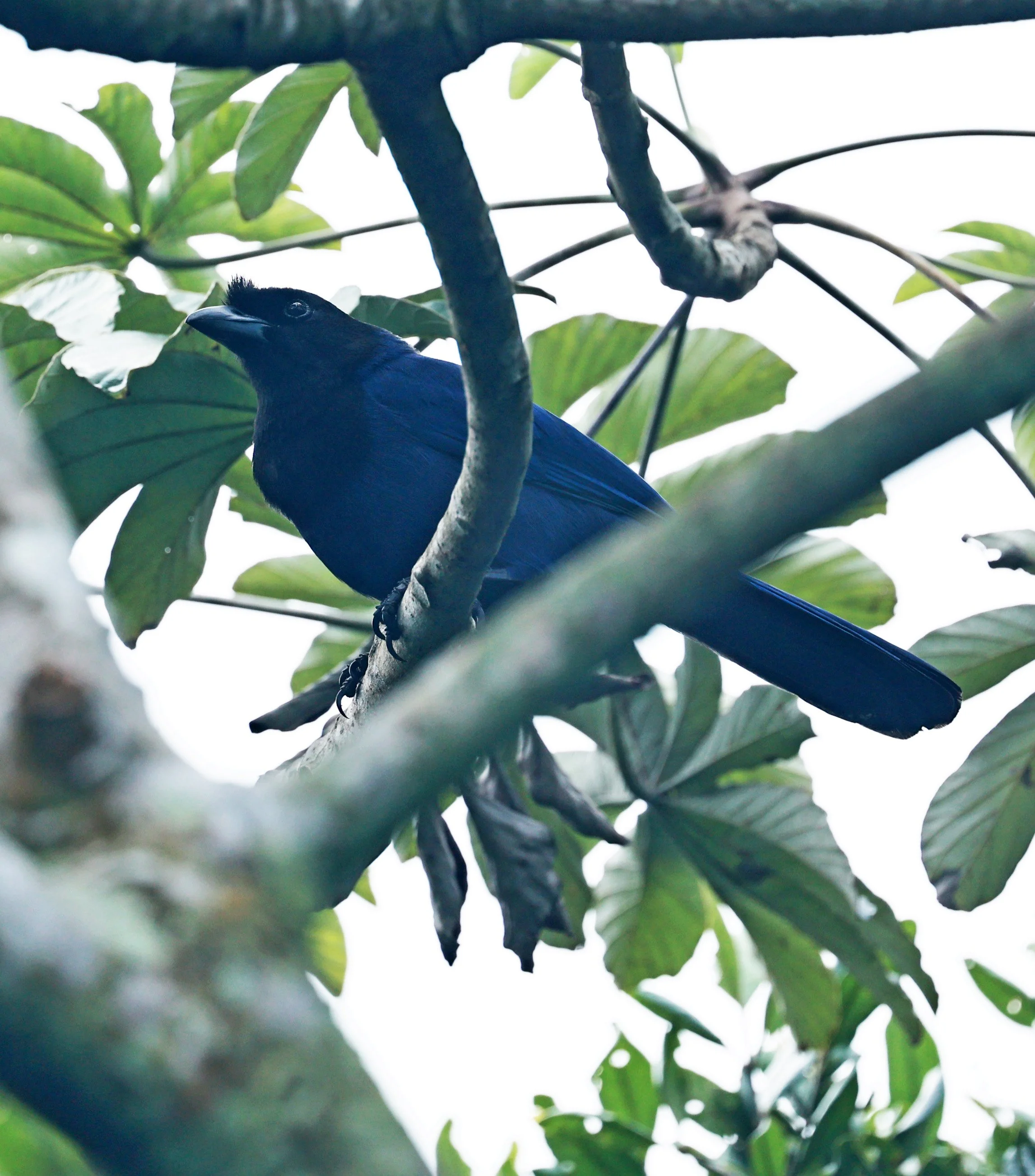 Azure Jay (Cyanocorax caeruleus) Superagui National Park, Brazil (9).jpg