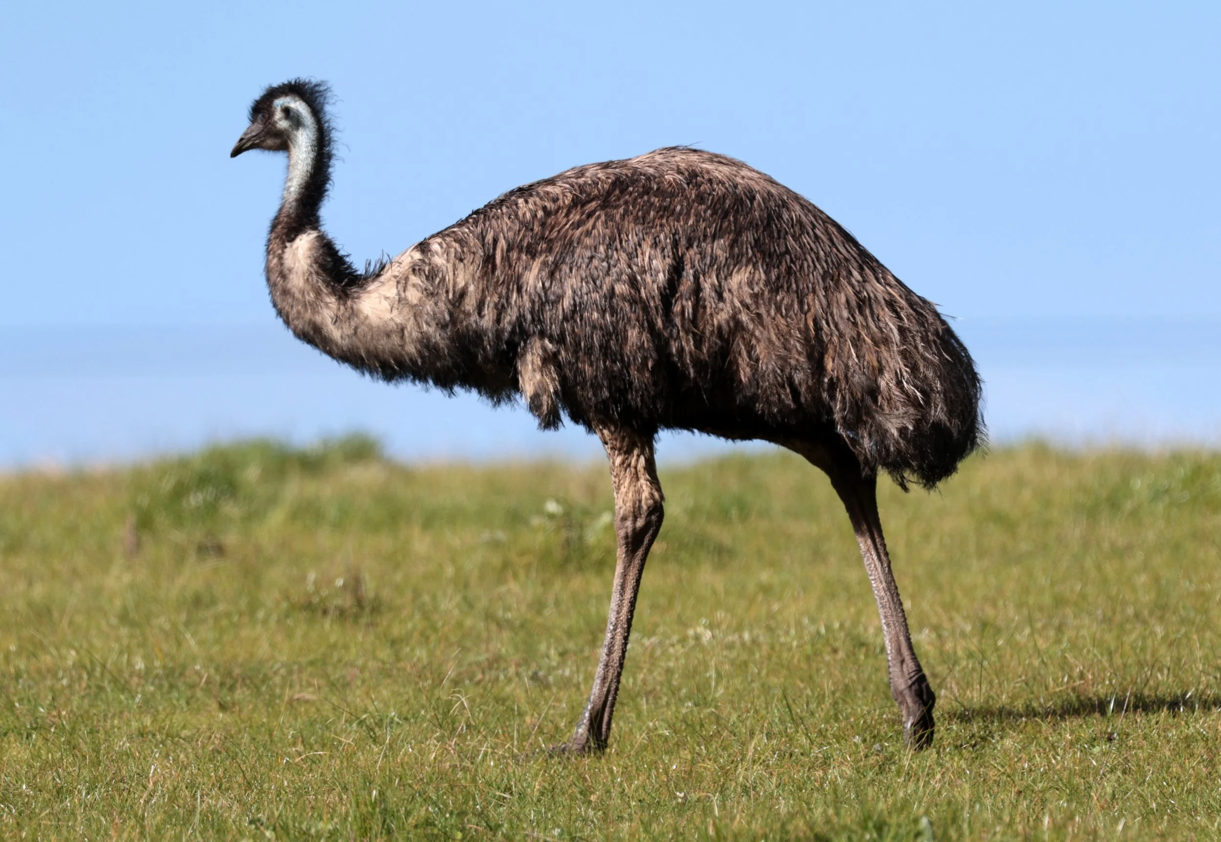 Emu (Dromaius novaehollandiae) Mt Frankland NP - Western Australia (8).jpg