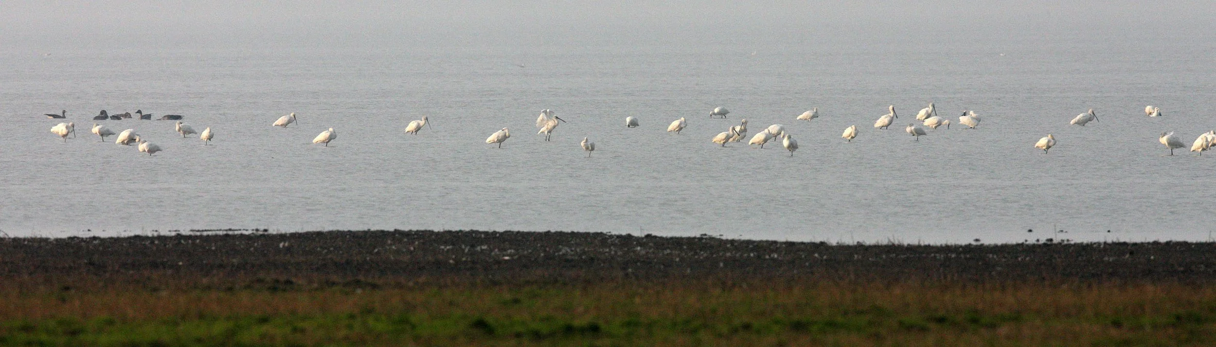 SPOONBILL - EURASIAN SPOONBILL - Platalea leucorodia - NANJI HILL RESERVE POYANG LAKE, JIANGXI PROVINCE, CHINA (45).JPG