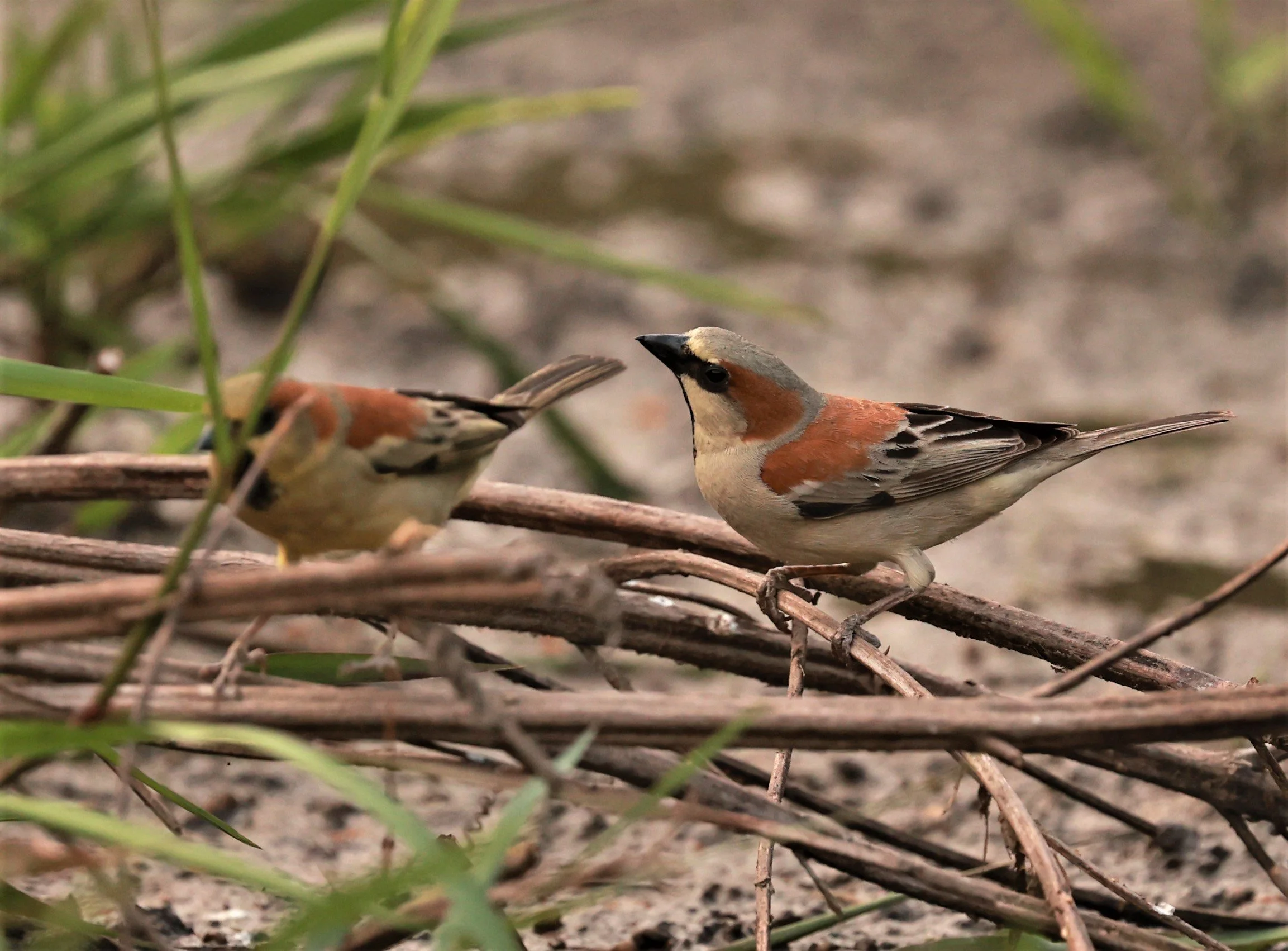 Plain-backed Sparrow (Passer flaveolus) Pathum Thani Rice Research Center (13).jpg