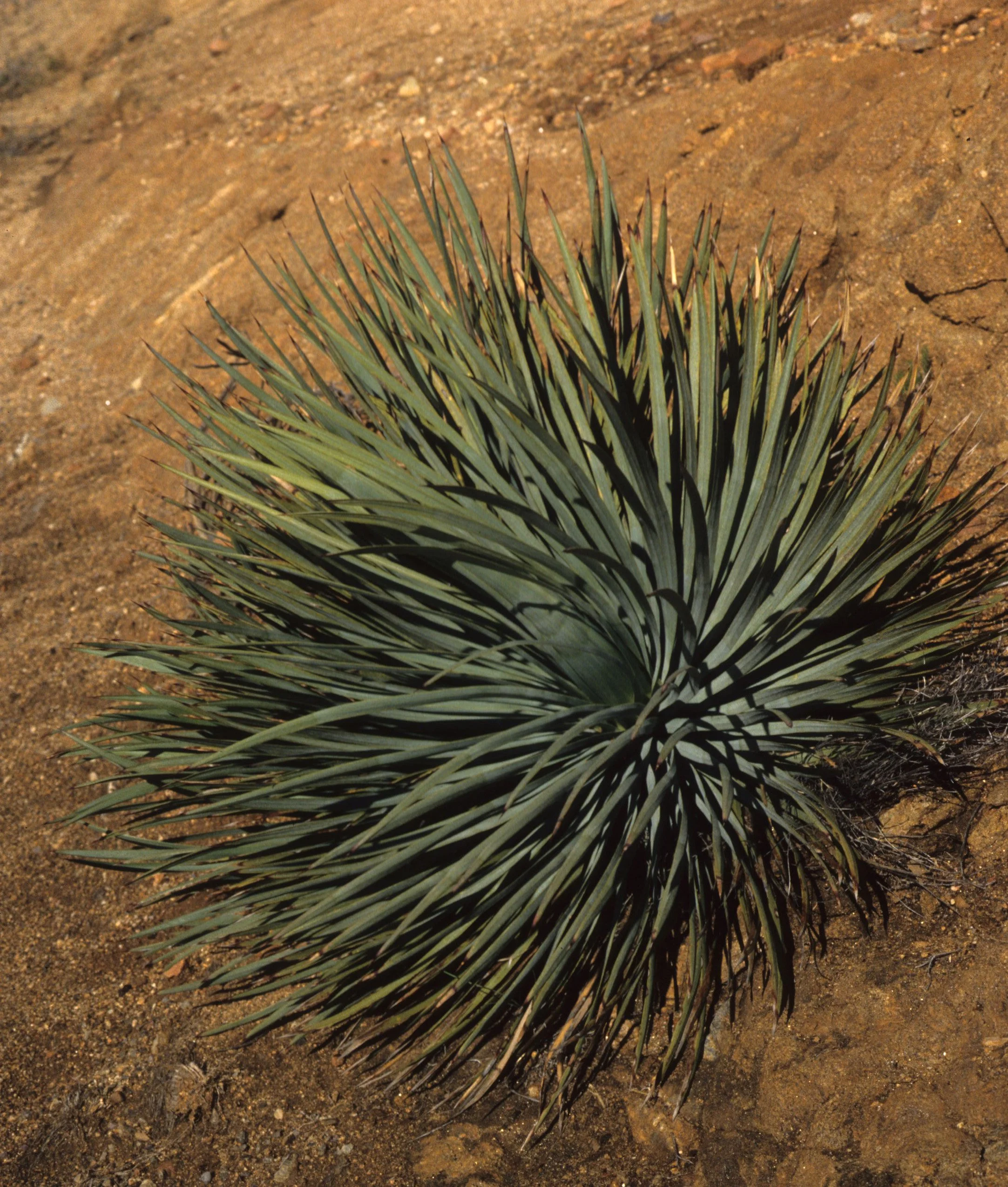 ANZA BORREGO - LILIACEAE - YUCCA WHIPPLEI - WHIPPLE YUCCA.jpg