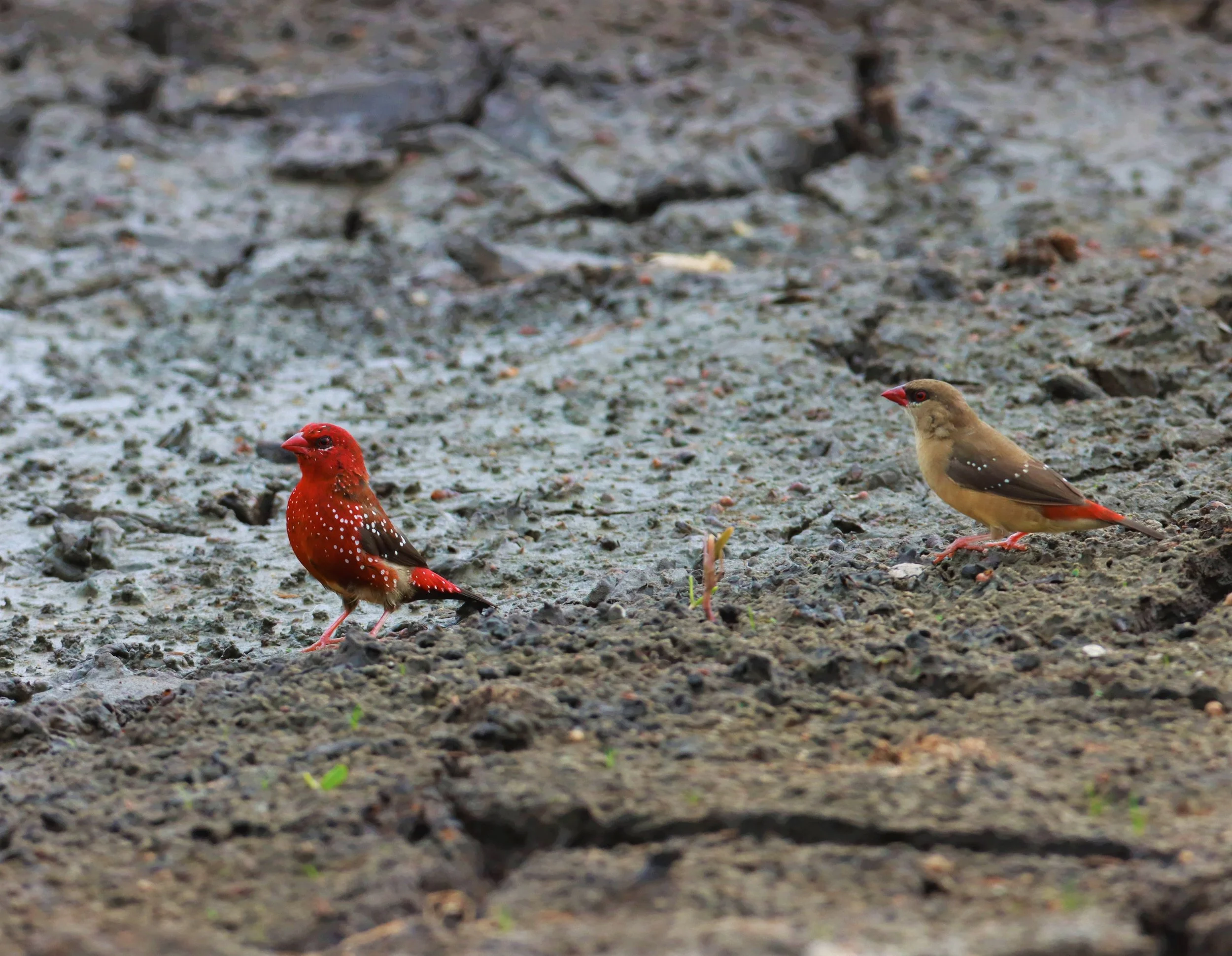 RED AVADAVAT - Amandava amandava - LAT KRABANG THAP YAO RICEFIELDS August 25, 2021 (99).jpg