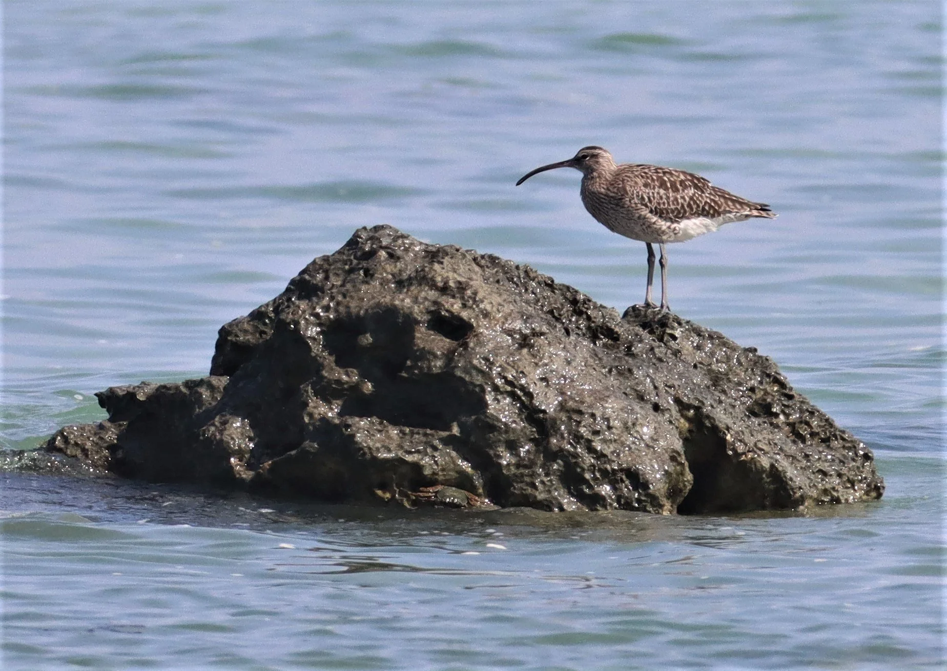 WHIMBREL - Numenius phaeopus - LAEM PAKARAM  PHANG NGA (41).jpg