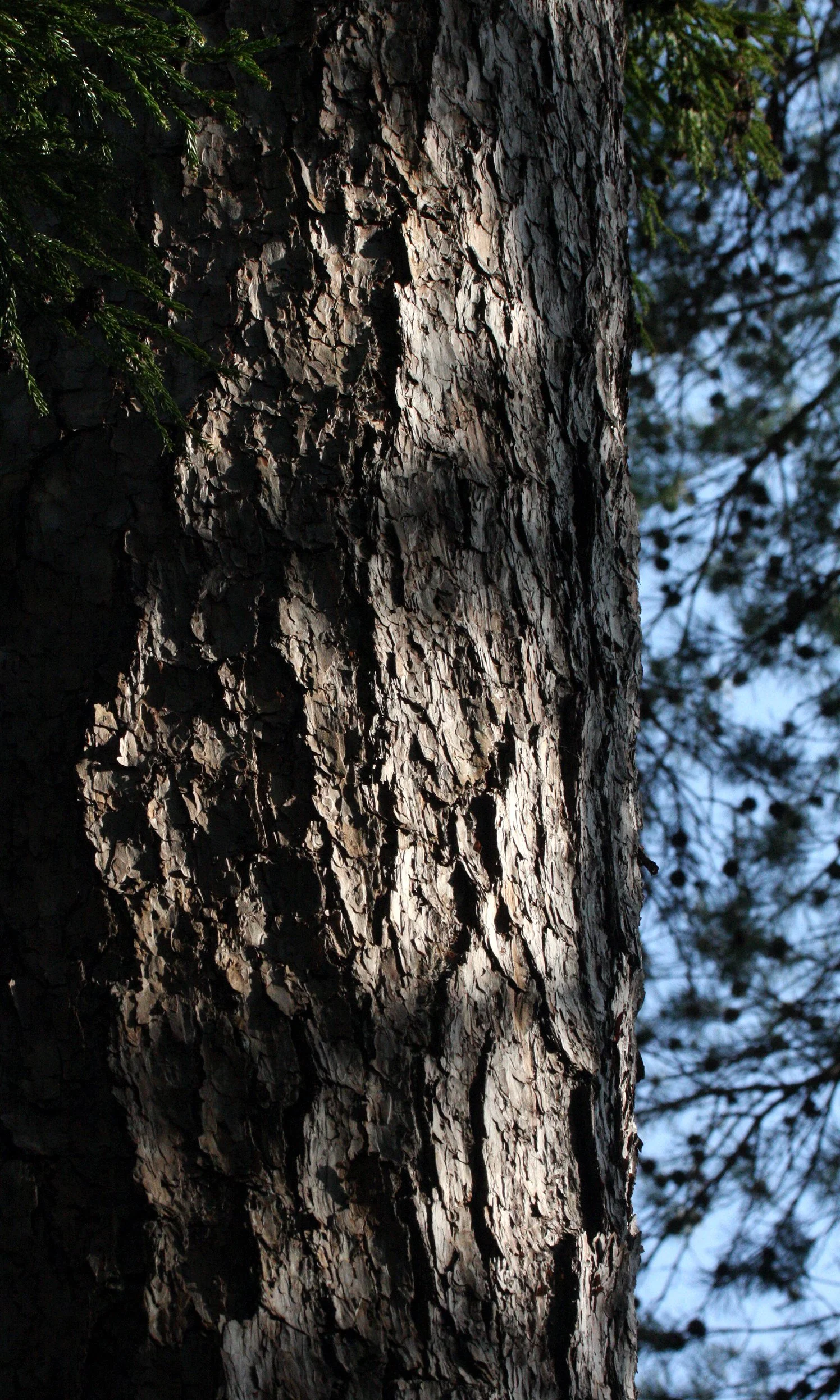 PINACEAE - PINE SPECIES - SHIMOKITA PENINSULA JAPAN.JPG