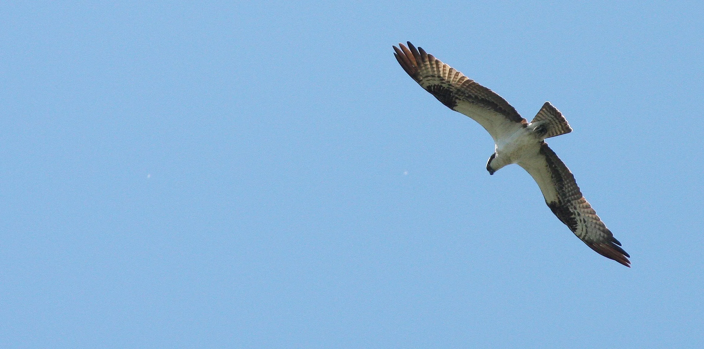 Pandion haliaetus - OSPREY - RIDGEFIELD NWR WA (8).JPG