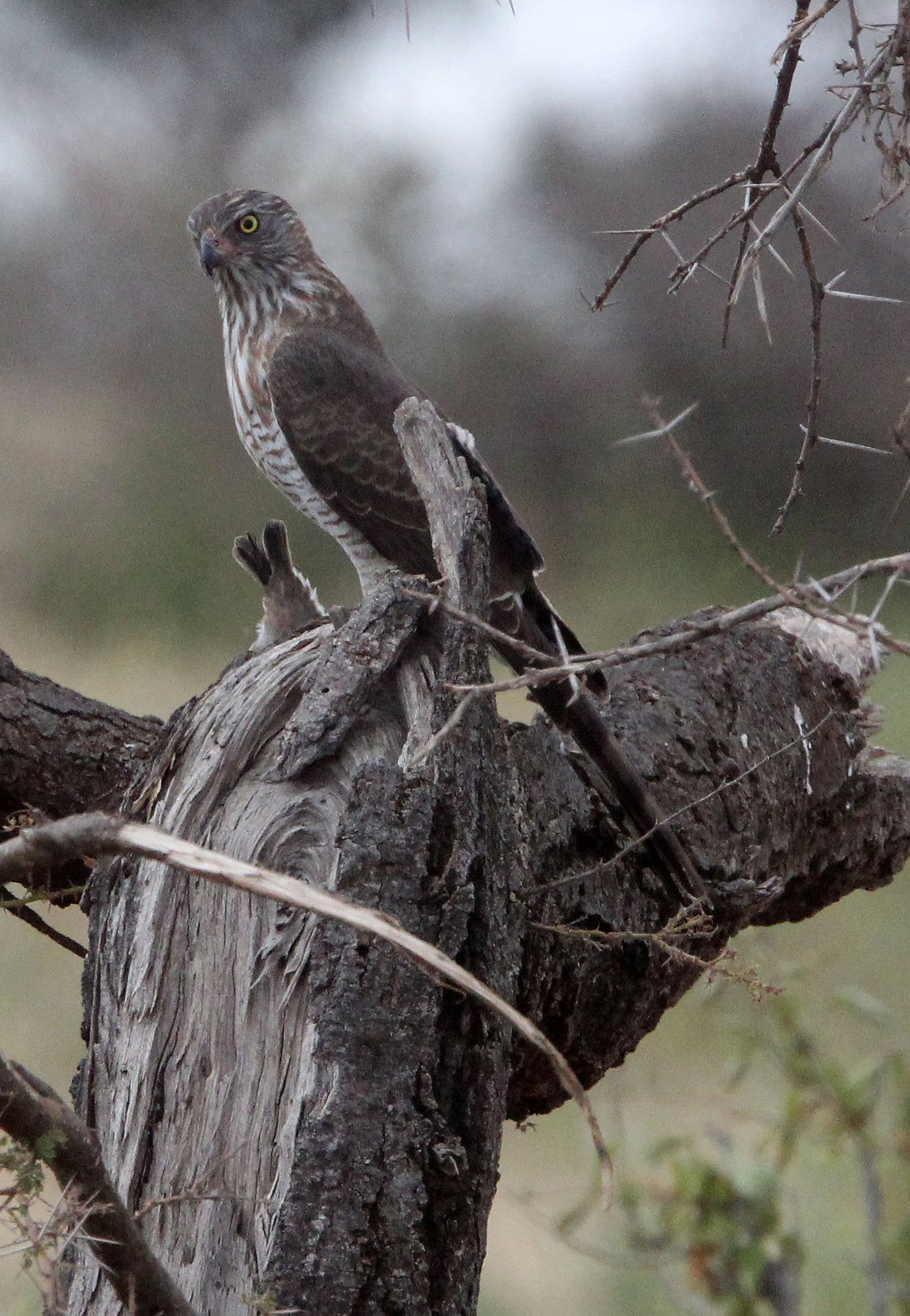 BIRD - GOSHAWK - AFRICAN GOSHAWK - SAMBURU NATIONAL PARK KENYA (8).JPG