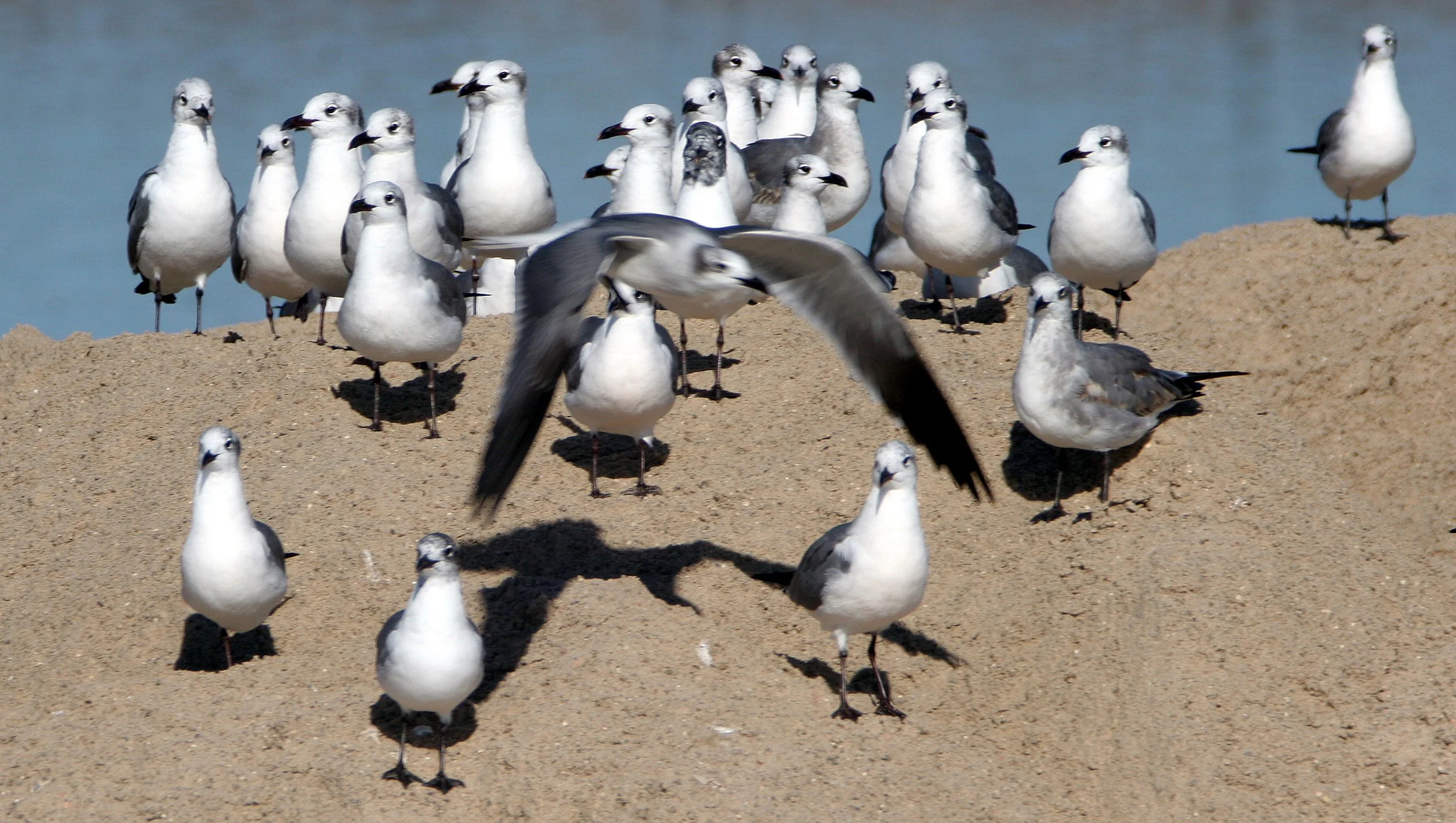 BIRD - GULL - LAUGHING - ARANSAS (4).jpg