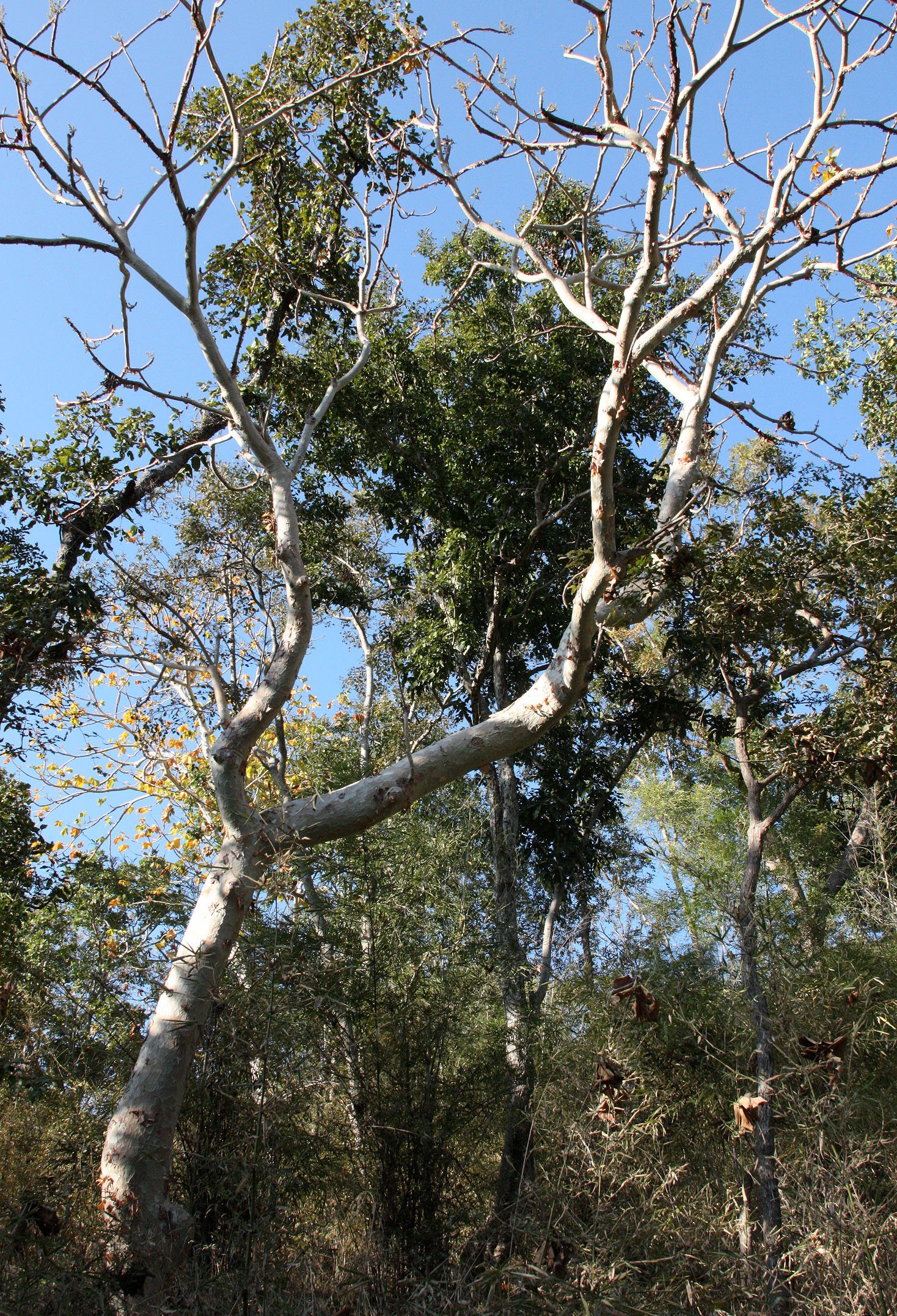 MADHYA PRADESH - KANHA NATIONAL PARK MADHYA PRADESH INDIA (50).JPG