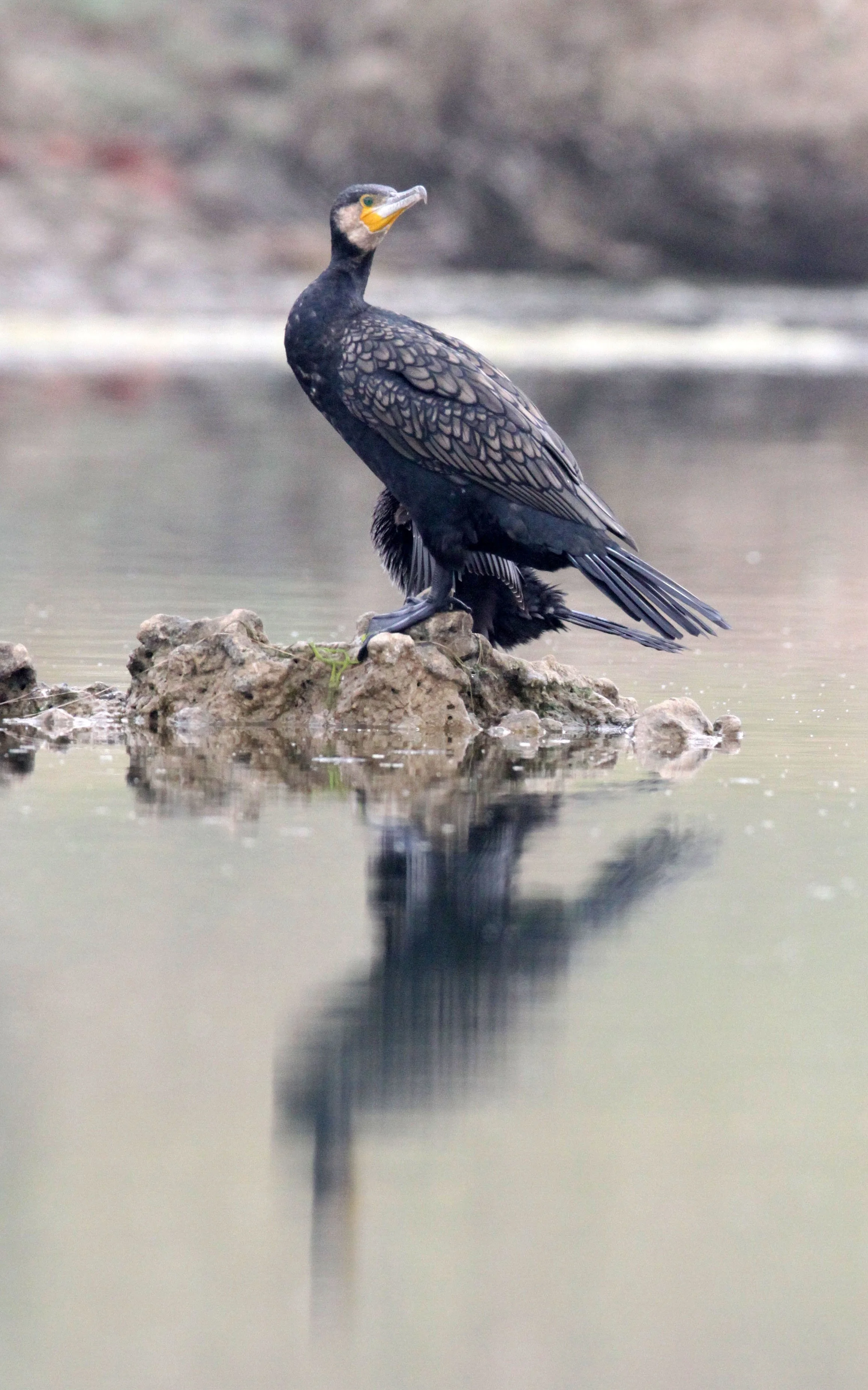 Phalacrocorax carbo - Great Cormorant - Chambal River India (26).JPG