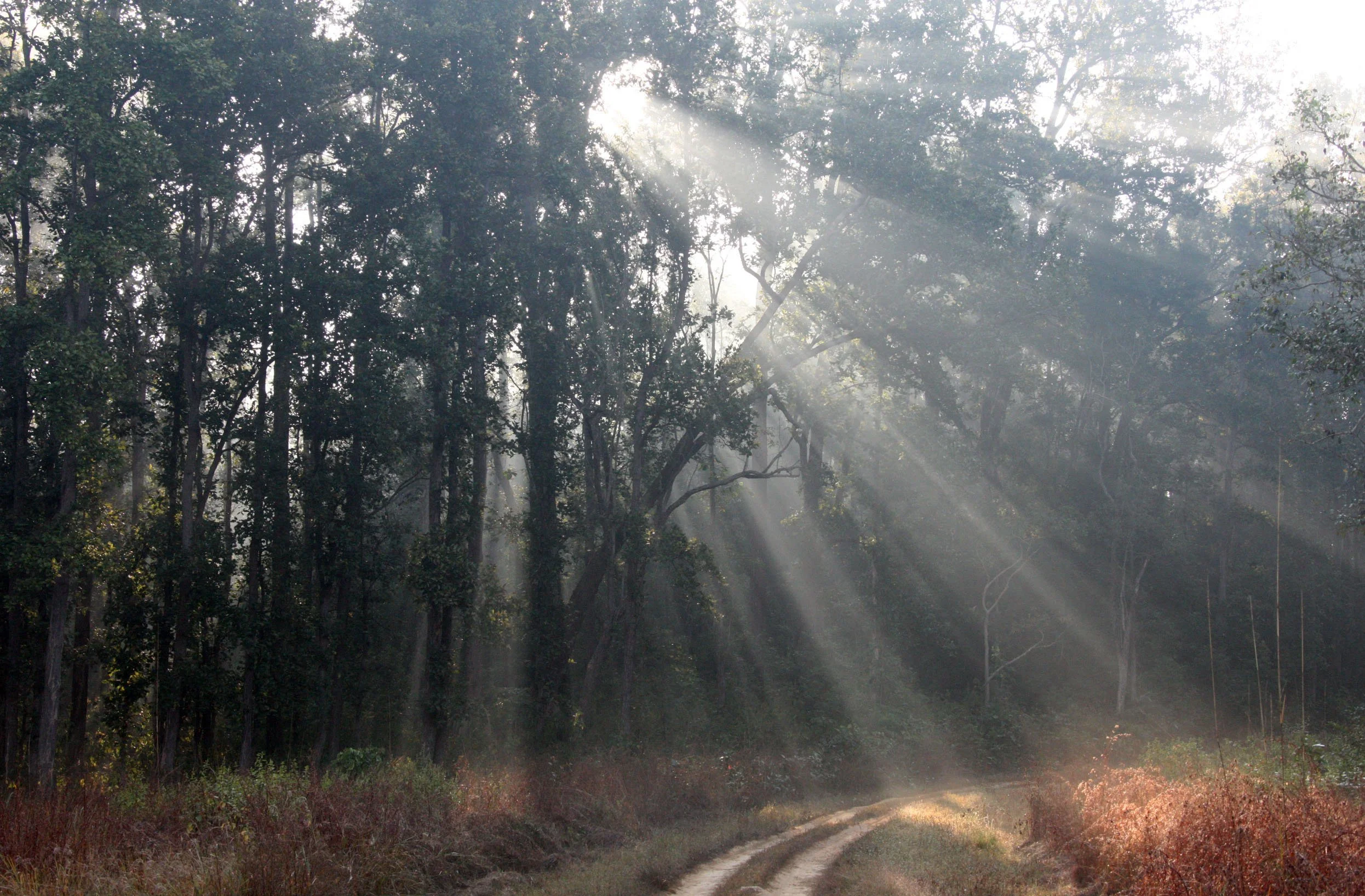 MADHYA PRADESH - KANHA NATIONAL PARK MADHYA PRADESH INDIA (14).JPG
