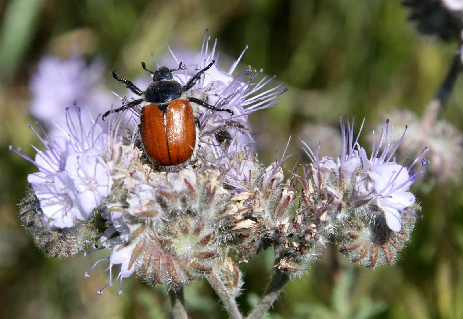 INVERT - ARTHROPODA - COLEOPTERA - PARACOTALPA SPECIES - CARRIZO PLAIN NATIONAL MONUMENT CALIFORNIA (5).JPG