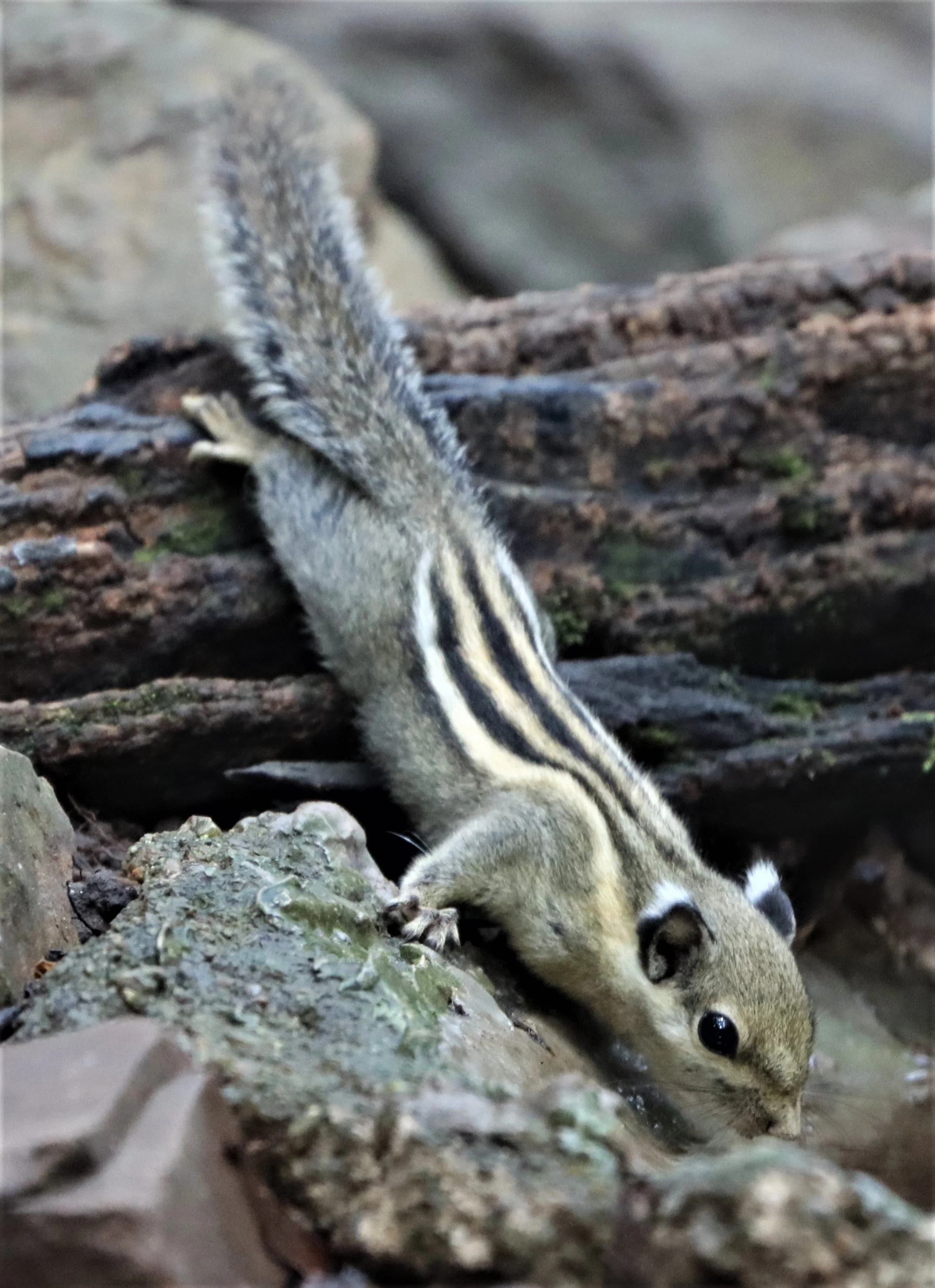 The Southeast Asian Striped Squirrel (Tamiops barbei), ), is a small, arboreal rodent found in Southeast Asia, including Thailand, Malaysia, and Myanmar. It is distinguished by thick, bold, alternating cream and dark brown stripes running from the he