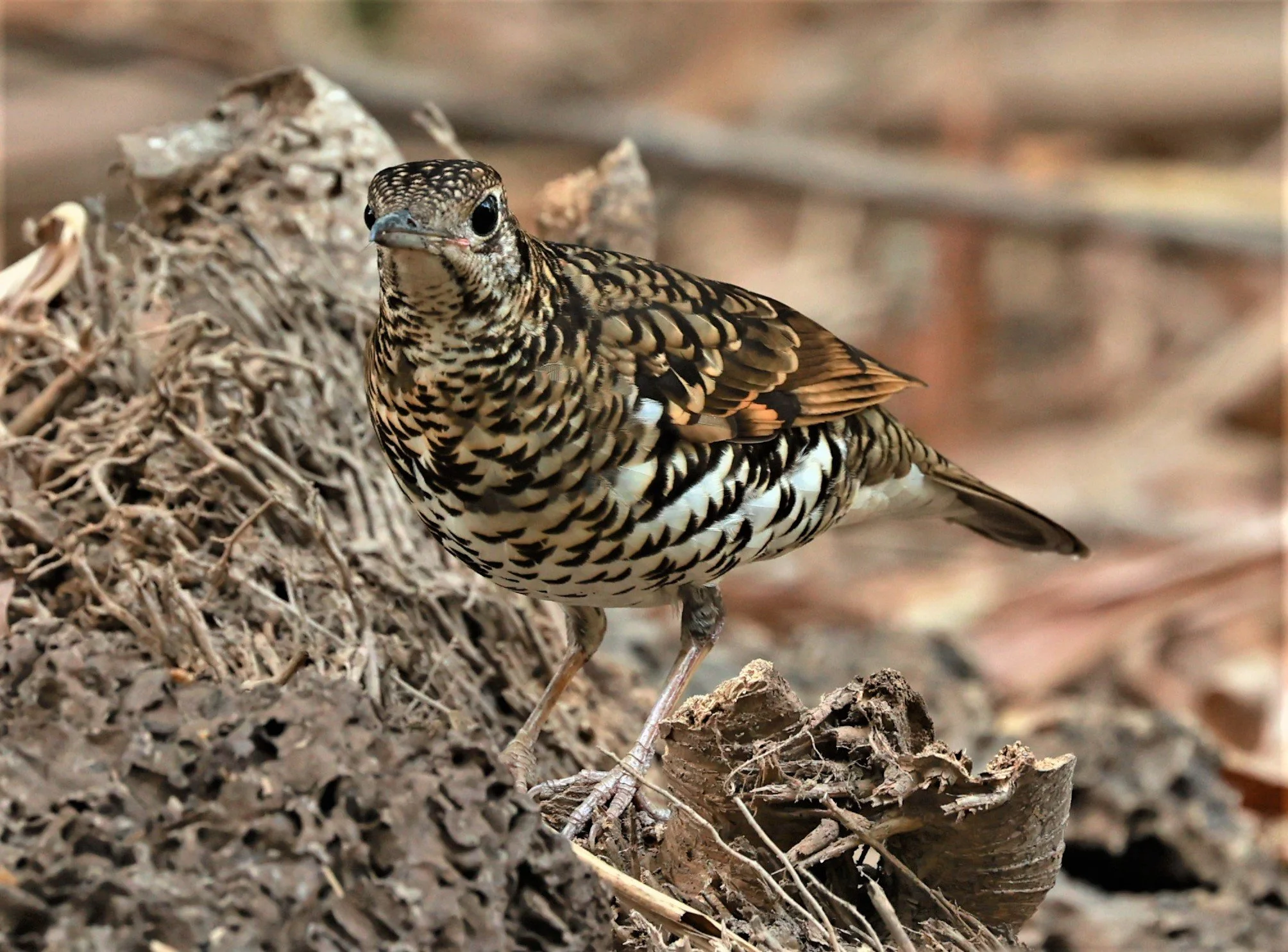 White's Thrush (Zoothera aurea) Putthamonthon Park Nakhon Pathom Thailand (185).jpg