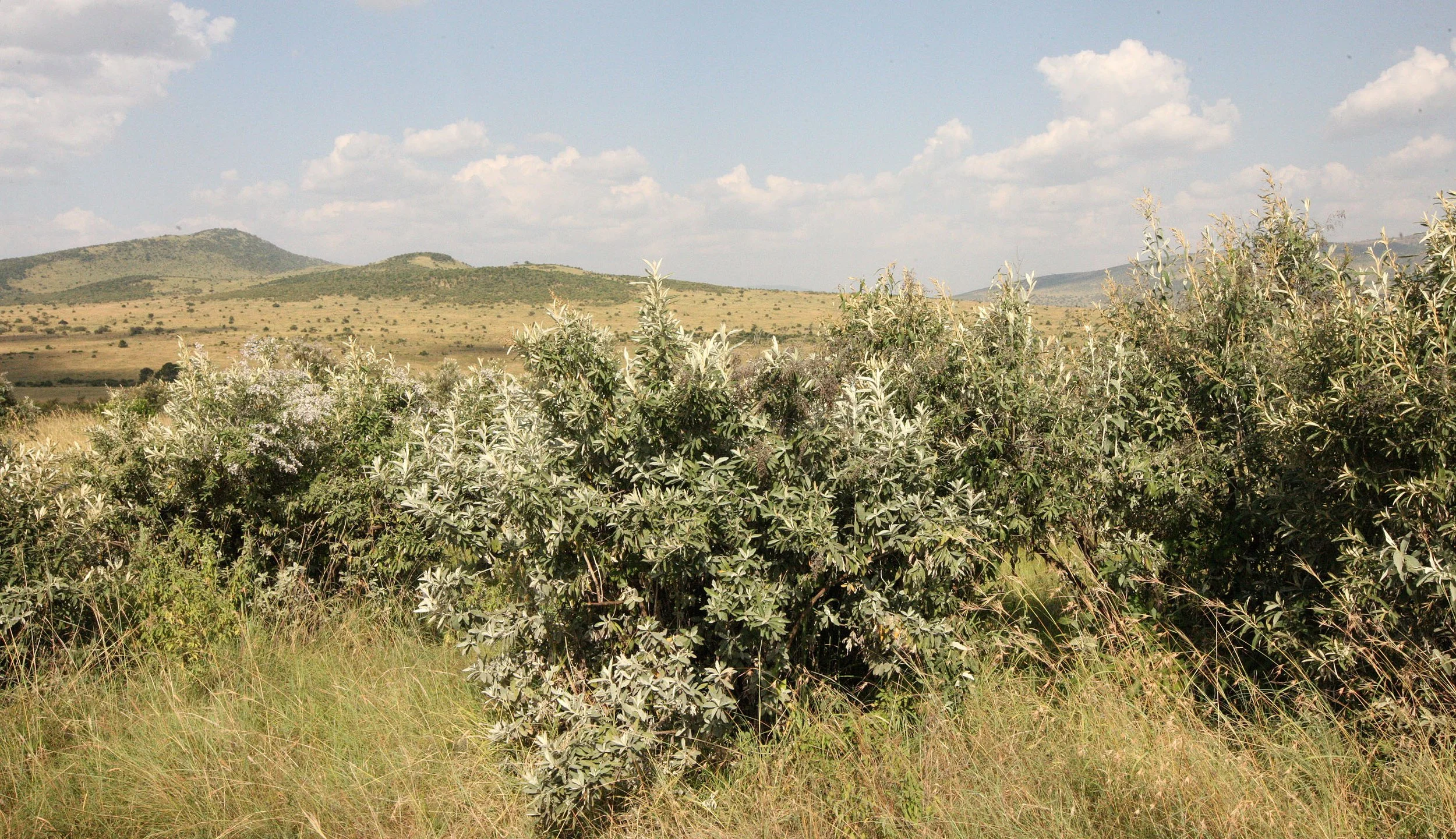 MASAI MARA NATIONAL PARK KENYA (26).JPG
