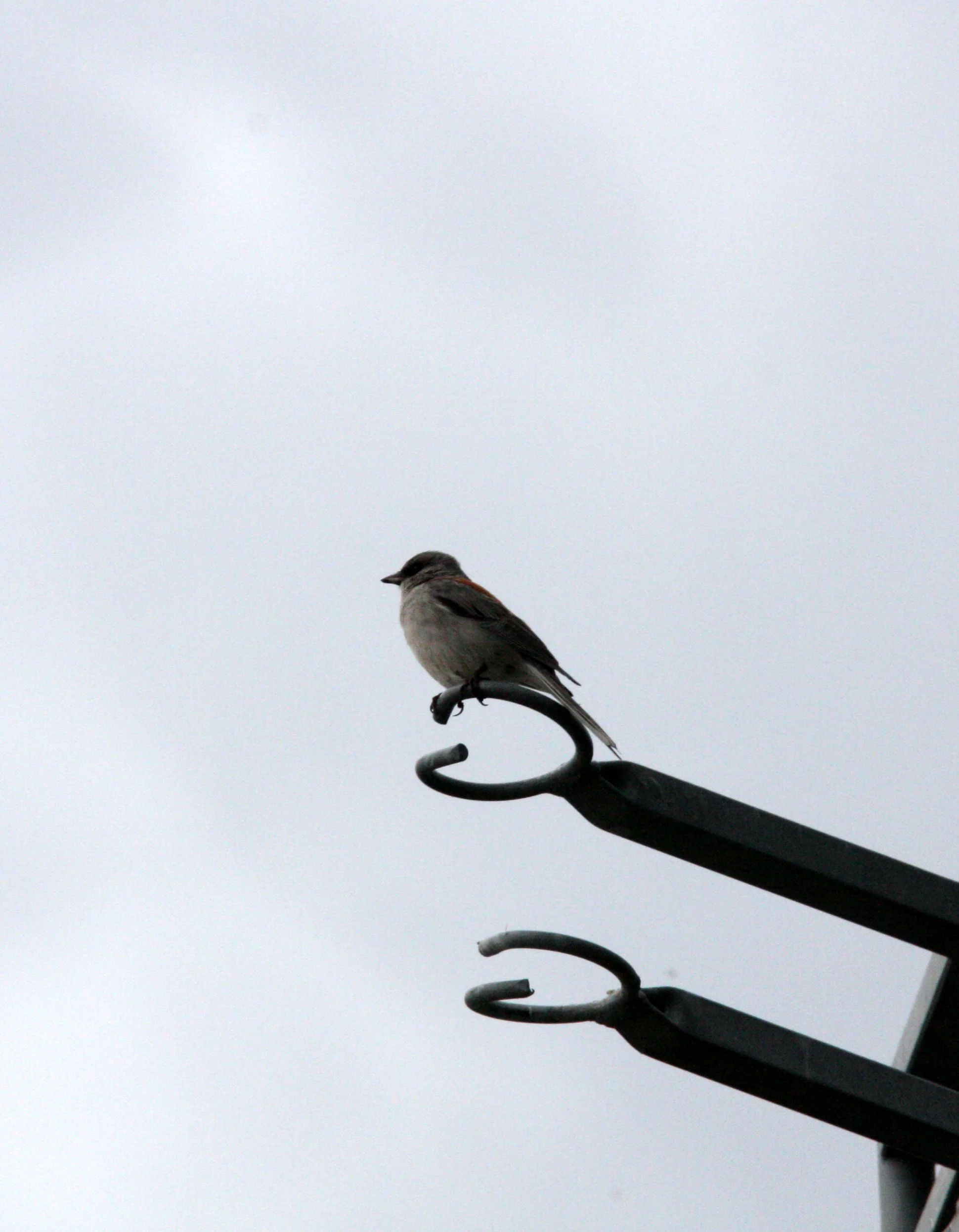 BIRD - SPECIES UNIDENTIFIED - SUNSPOT NEW MEXICO.JPG