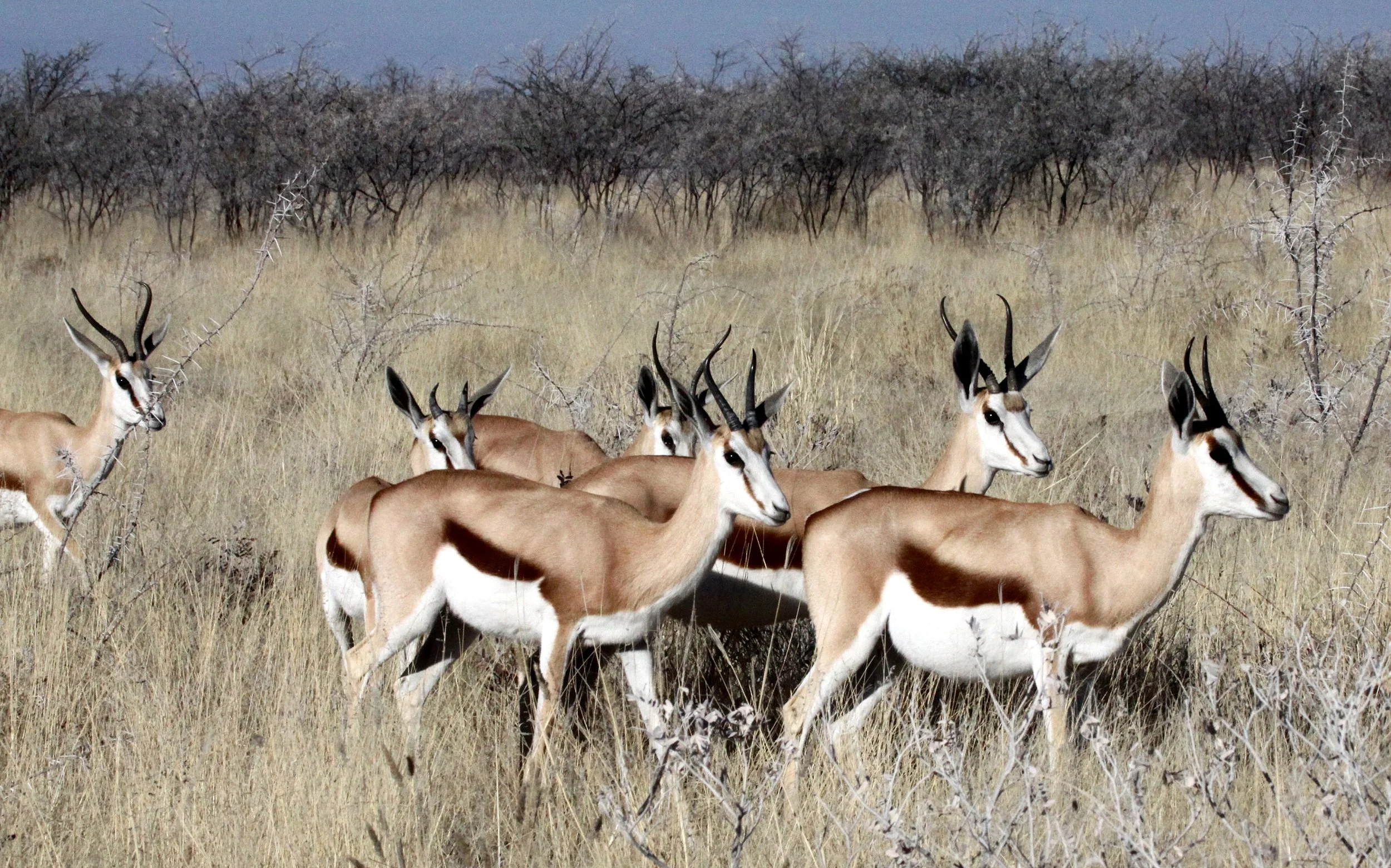 SPRINGBOK - ANGOLAN SPRINGBOK - Antidorcus angolensis - ETOSHA NATIONAL PARK NAMIBIA  (37).JPG