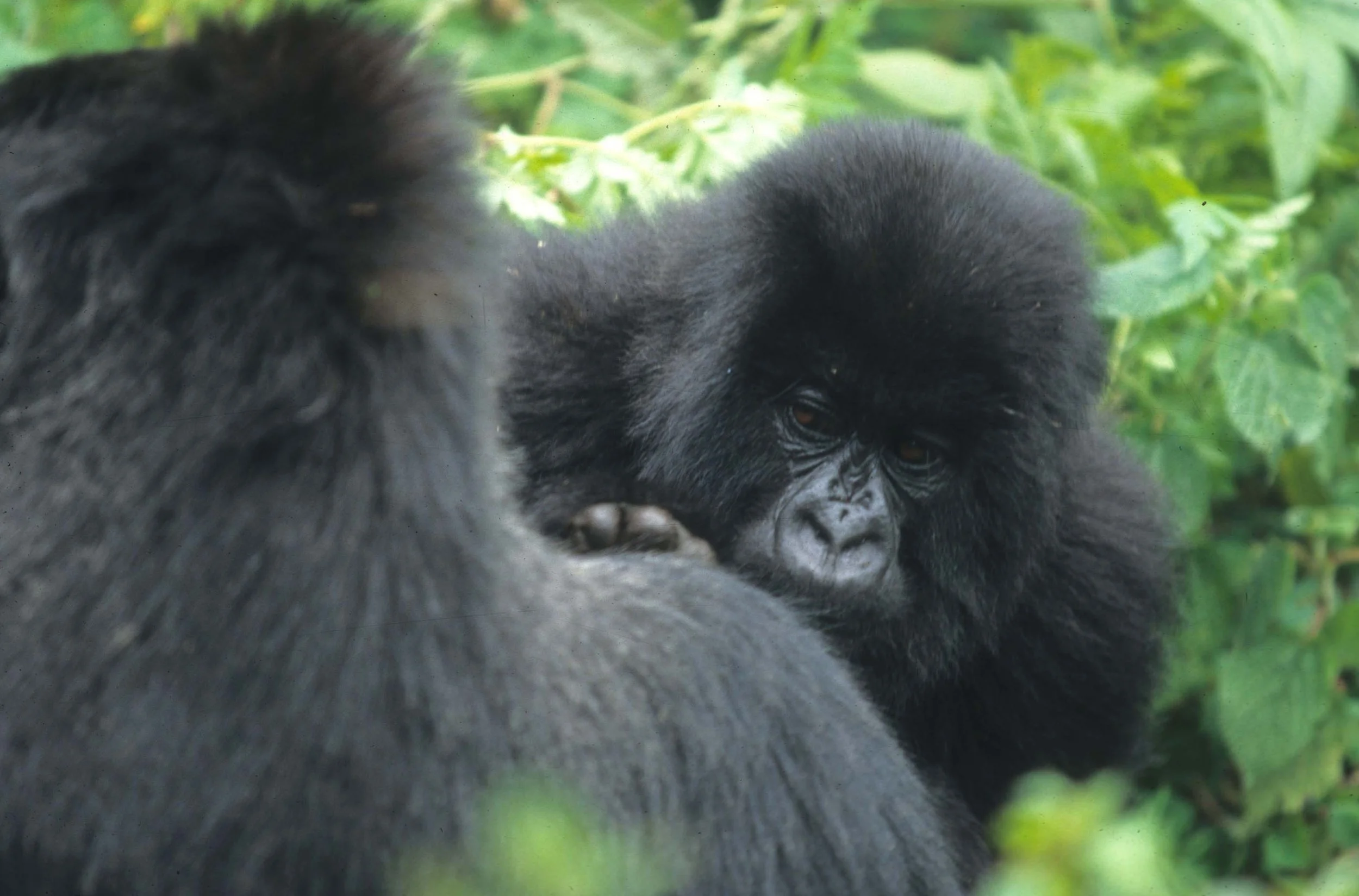 PRIMATE - GORILLA-RWANDA PARC DU VULCANS (54).jpg