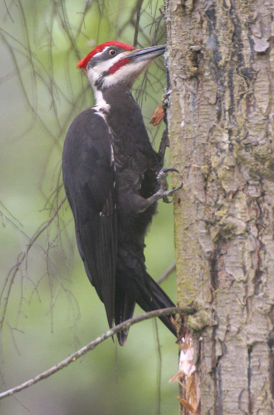 BIRD - WOODPECKER - PILEATED WOODPECKER - GASMAN (17).jpg