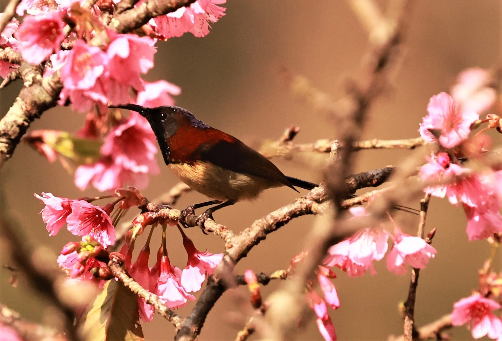 SUNBIRD - BLACK-THROATED SUNBIRD - Aethopyga saturata - DOI ANG KHANG CHIANG MAI DEC 2022 (6).jpg