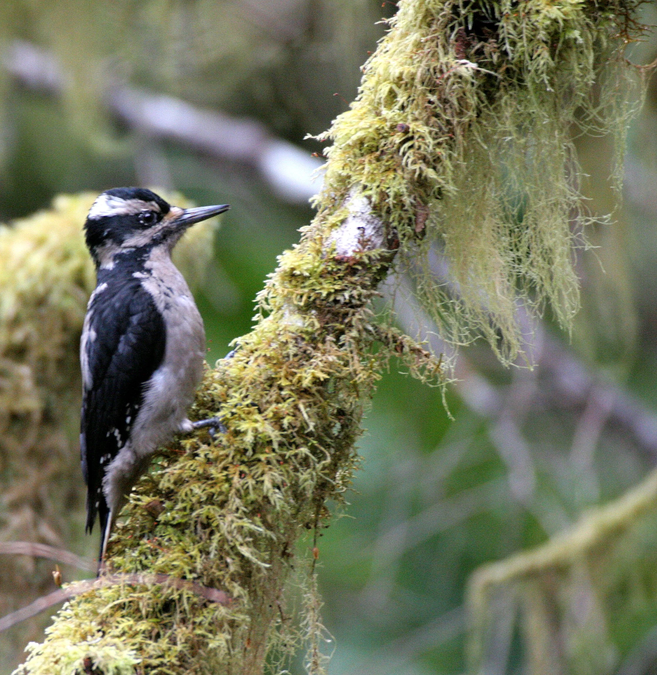 BIRD - WOODPECKER - HAIRY WOODPECKER - MARYMERE FALLS TRAIL WA (10).JPG