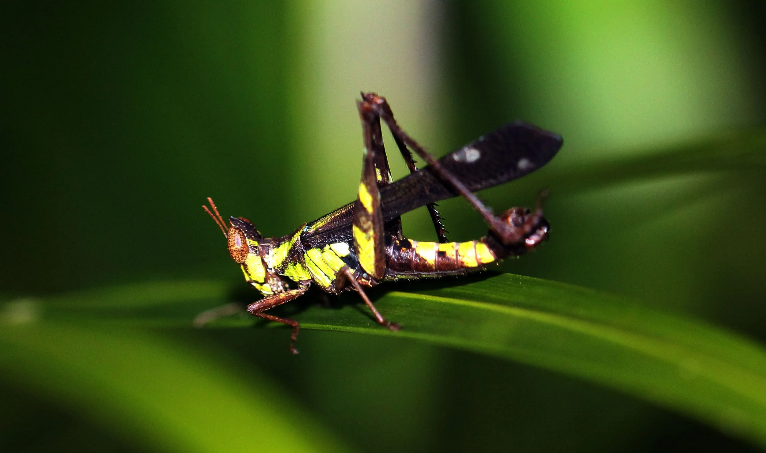 Erianthus serratus - Koh Lanta, Thailand (9).JPG