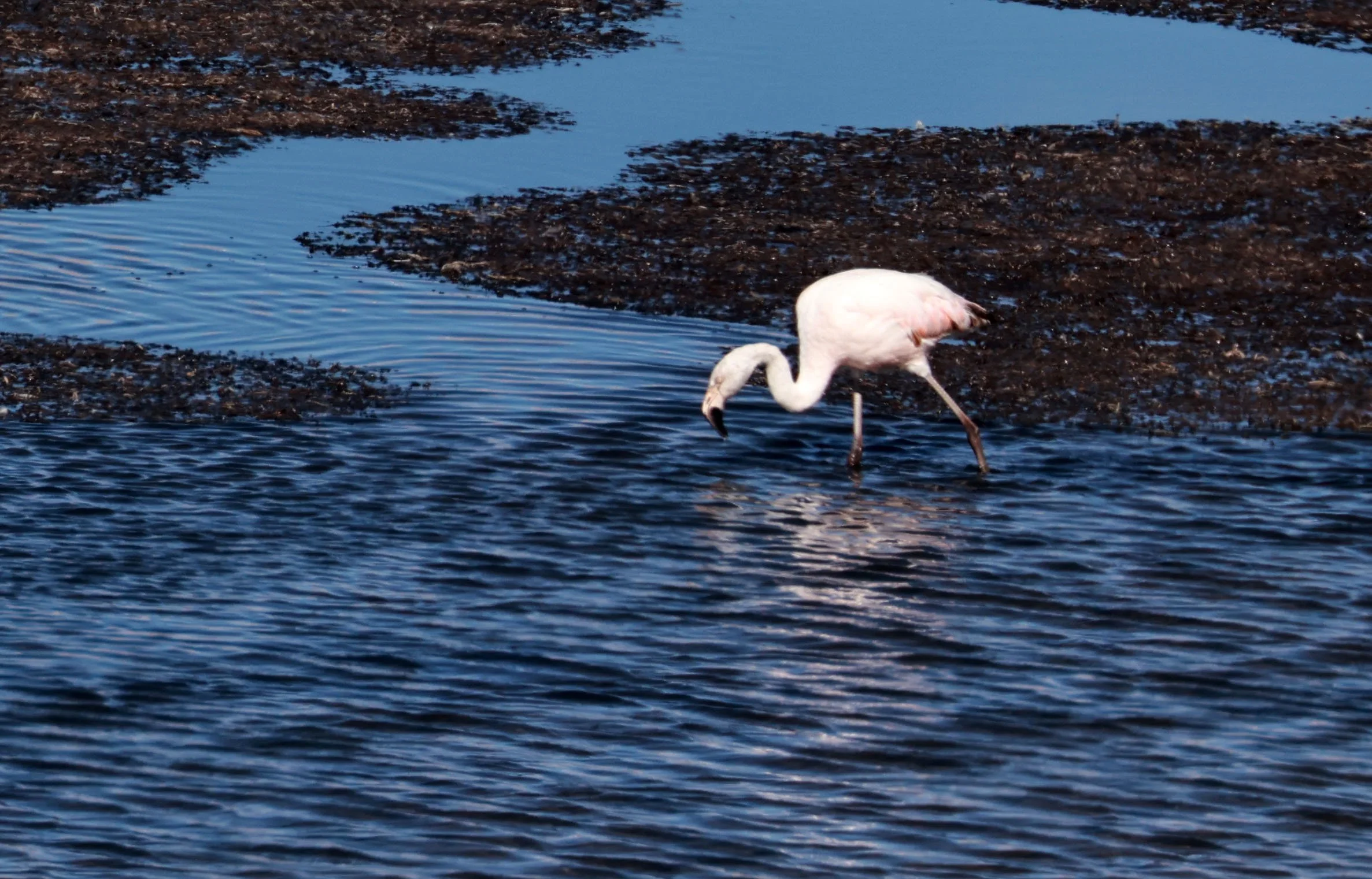 Flamingo - Chilean flamingo - Phoenicopterus chilensis - Lauca National Park, Chile (5).jpg