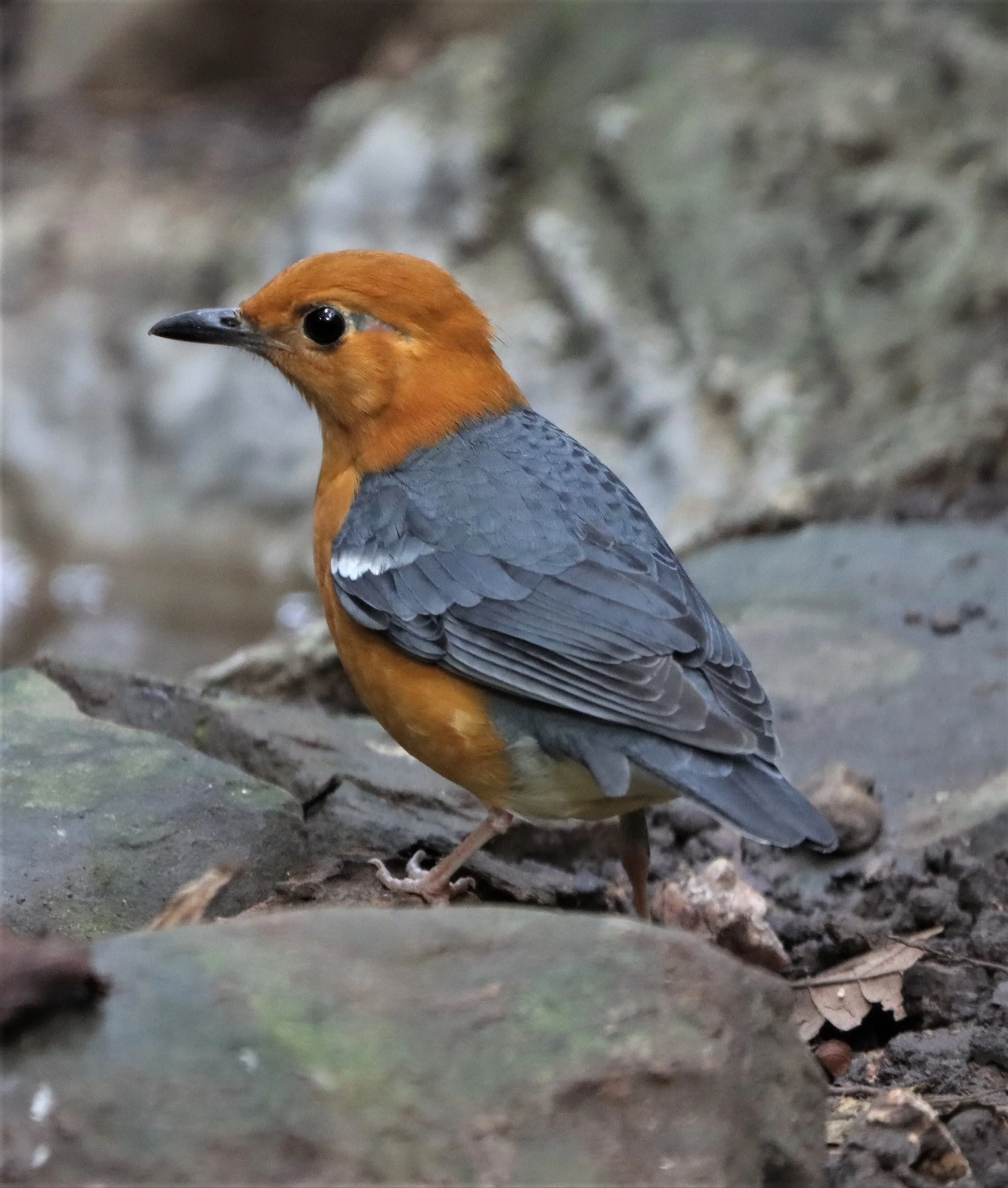 Orange-headed Thrush (Zoothera citrina) Neung Hide Kaeng Krachan NP (8).jpg
