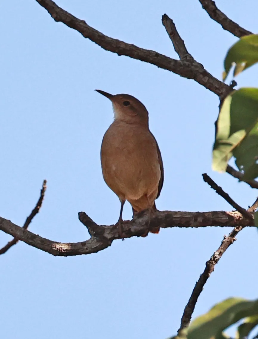 Hornero - Rufous Hornero - Furnarius rufus - Emas National Park, Goias Brazil (1).jpg