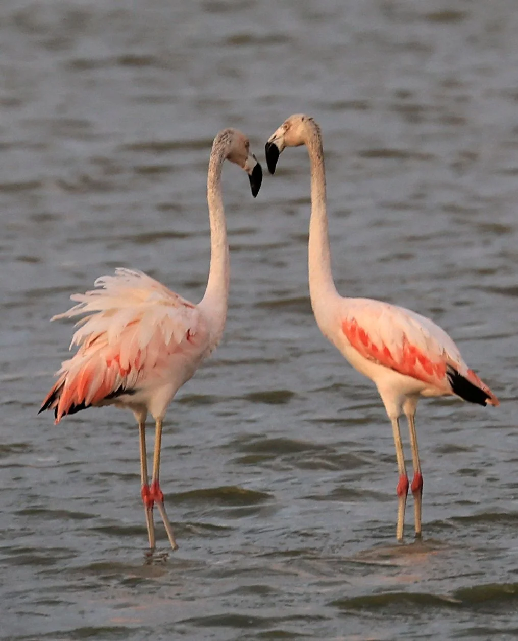 Chilean Flamingo (Phoenicopterus chilensis) Chaco Lodge & Laguna Salada Paraguay (58).jpg