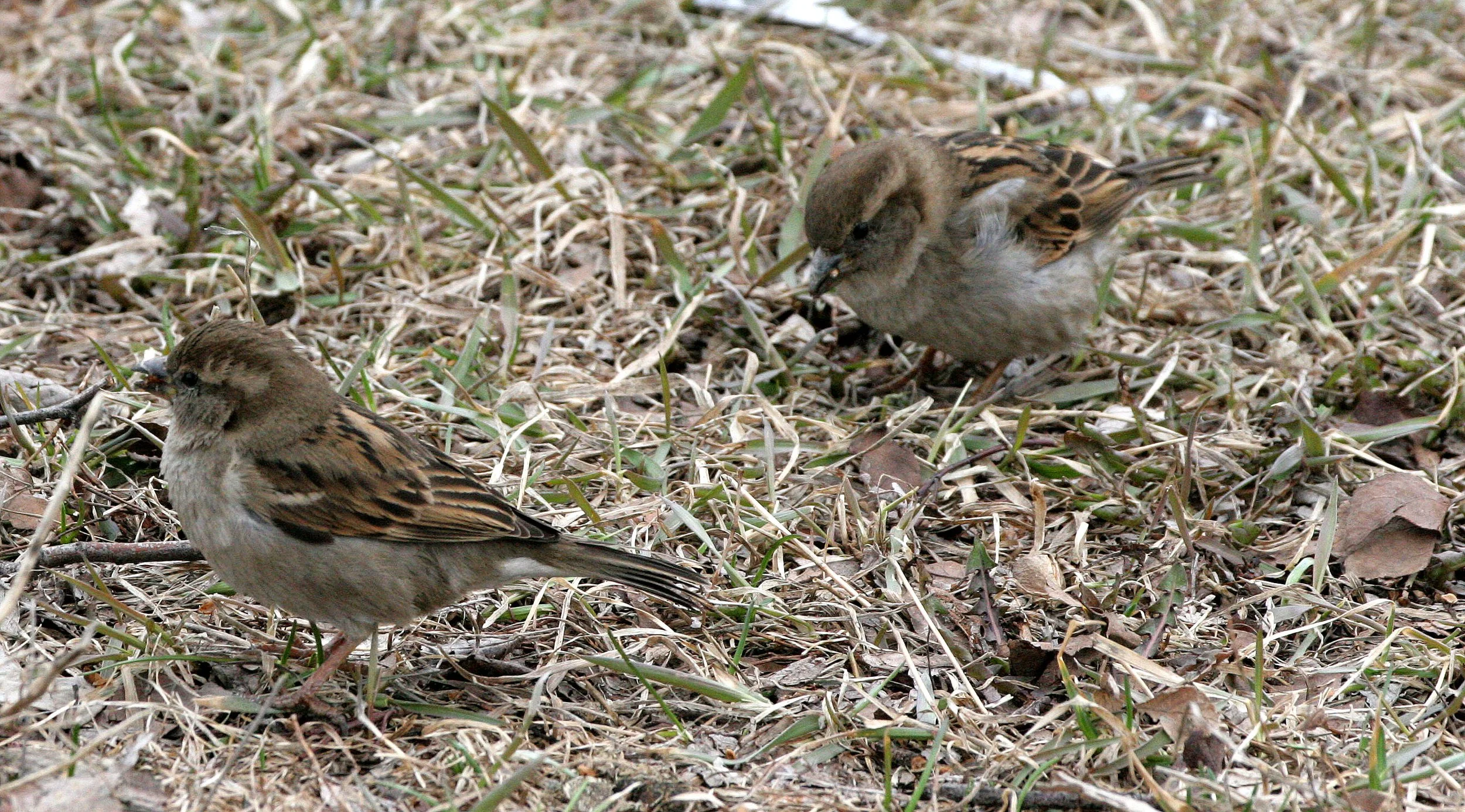 White-crowned Sparrow (Zonotrichia leucophrys) Chicago.JPG