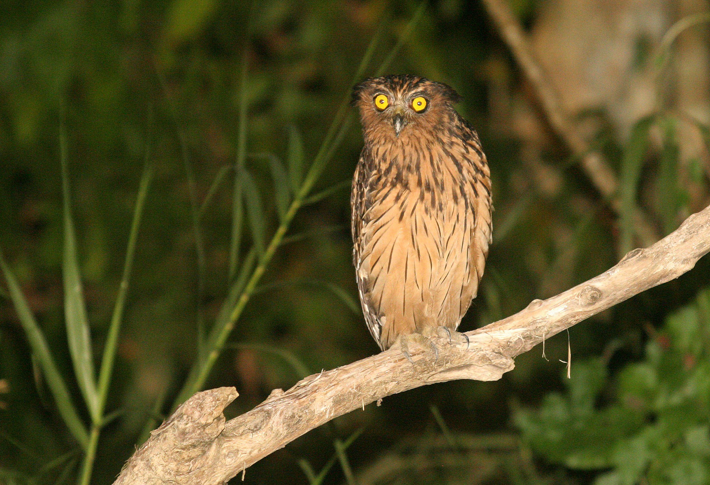 Ketupa ketupu - BUFFY FISH OWL - KINABATANGAN RIVER BORNEO (19).JPG
